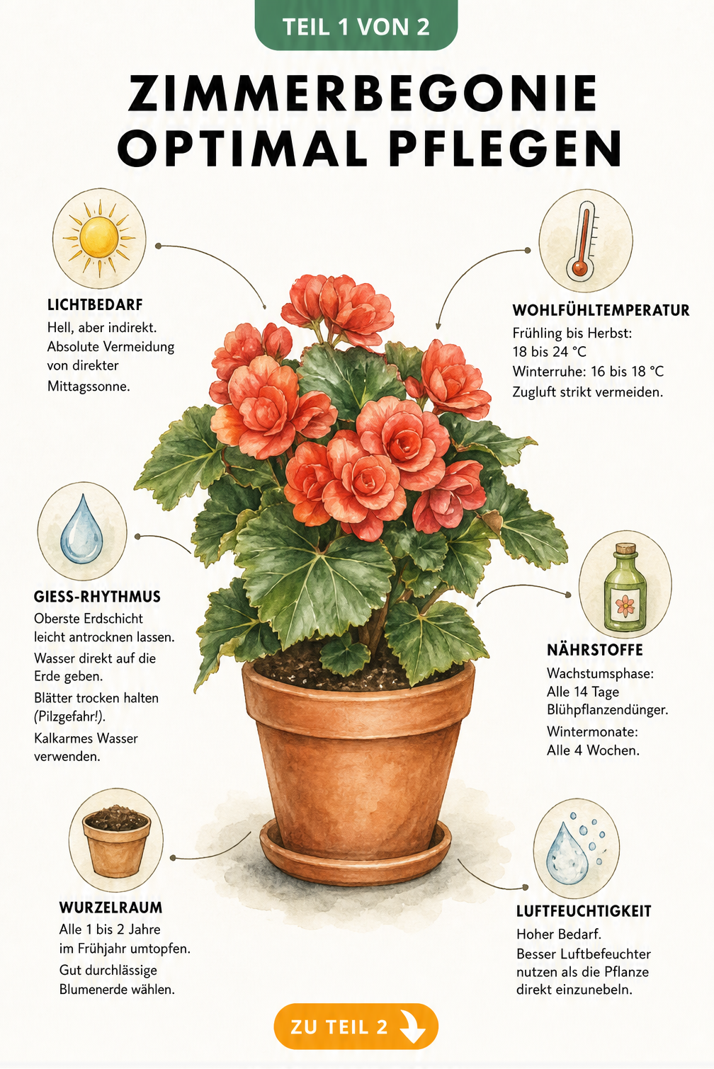 Illustration einer Elatior-Begonie im Terrakotta-Topf mit Pflegehinweisen zu Licht, Temperatur, Gießen, Düngen und Umtopfen