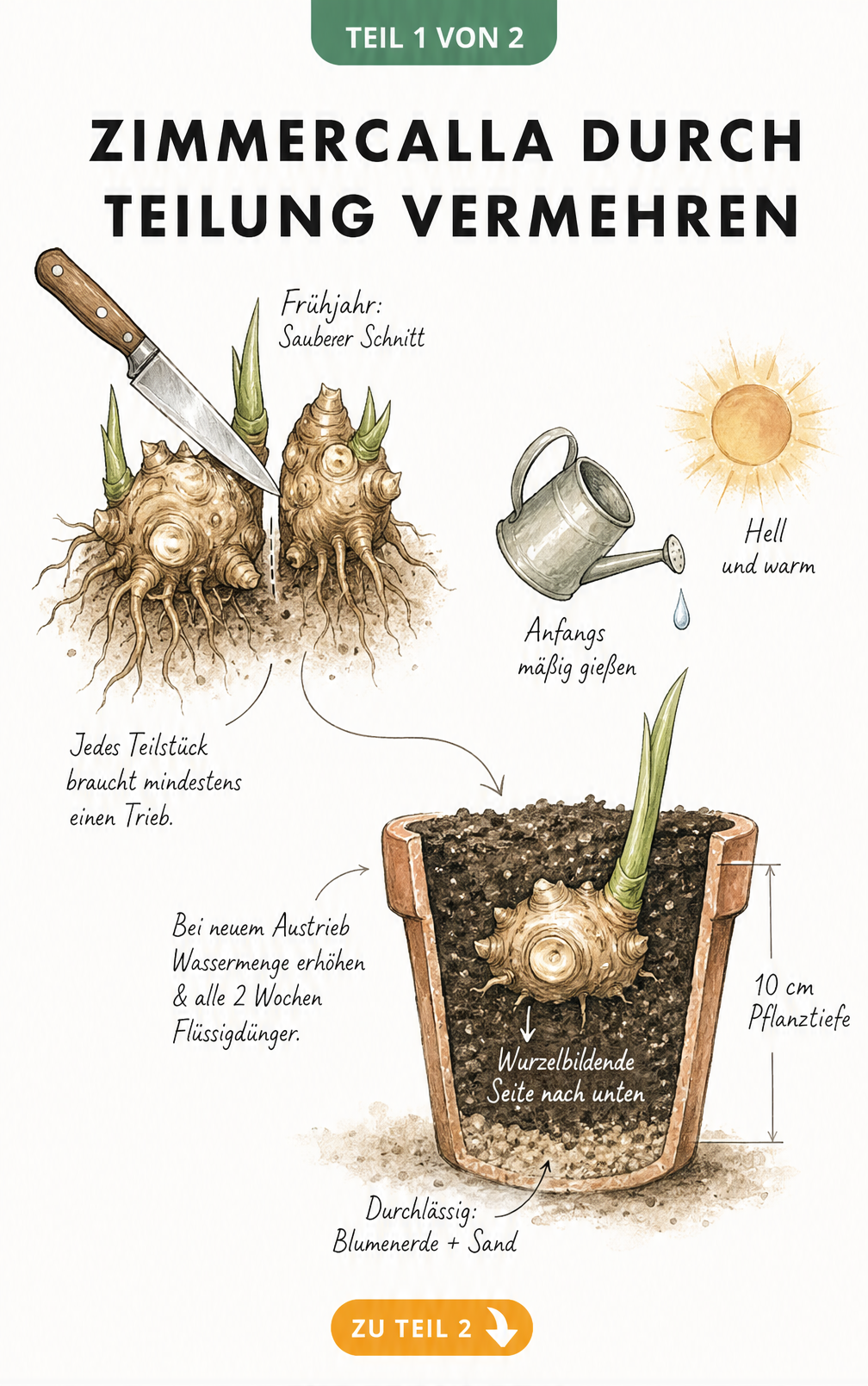 Illustration zur Vermehrung der Zimmercalla durch Teilung der Knolle mit einem Messer