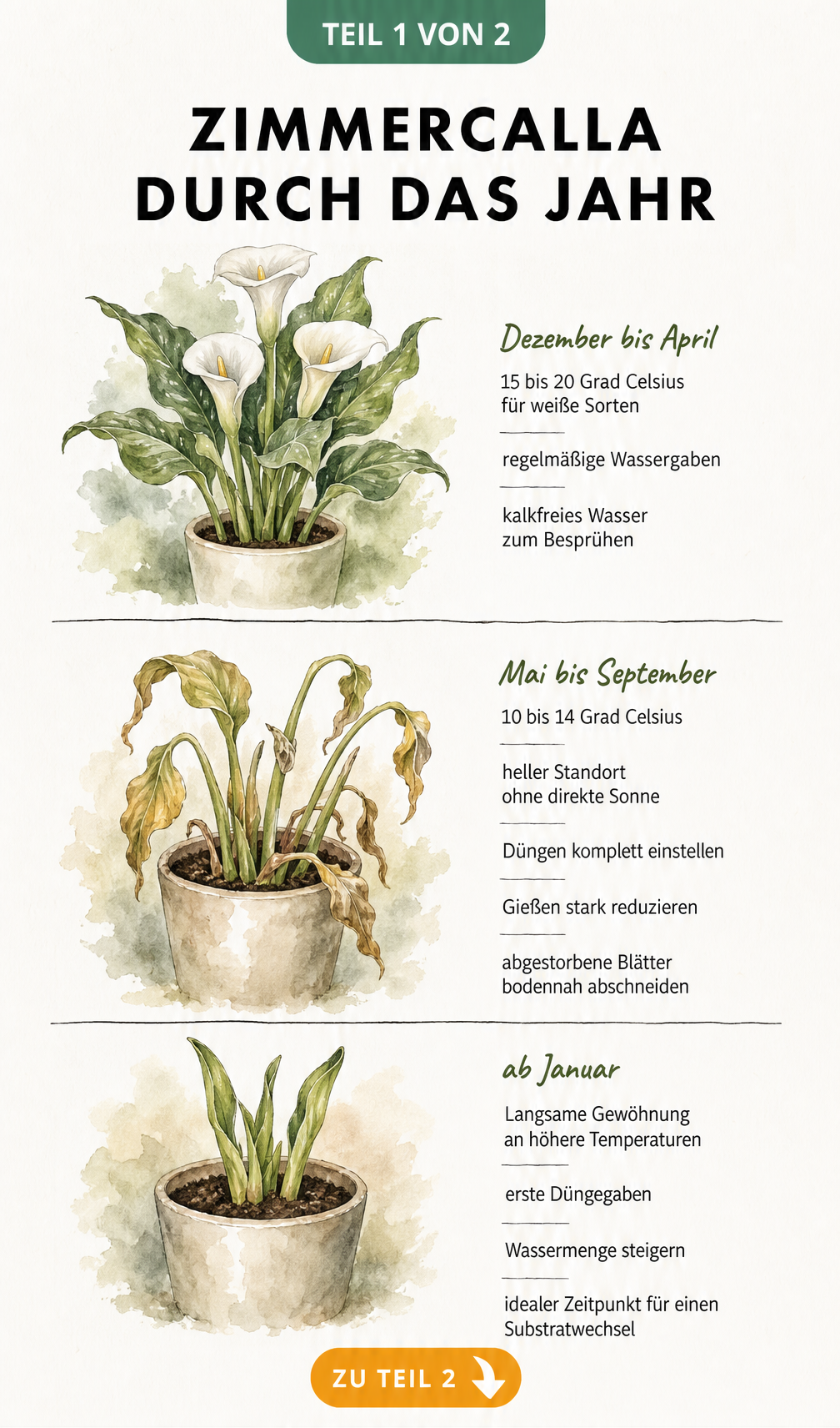 Illustration der Zimmercalla in drei Phasen: Blüte, Ruhephase und Aktivierung mit Pflegehinweisen