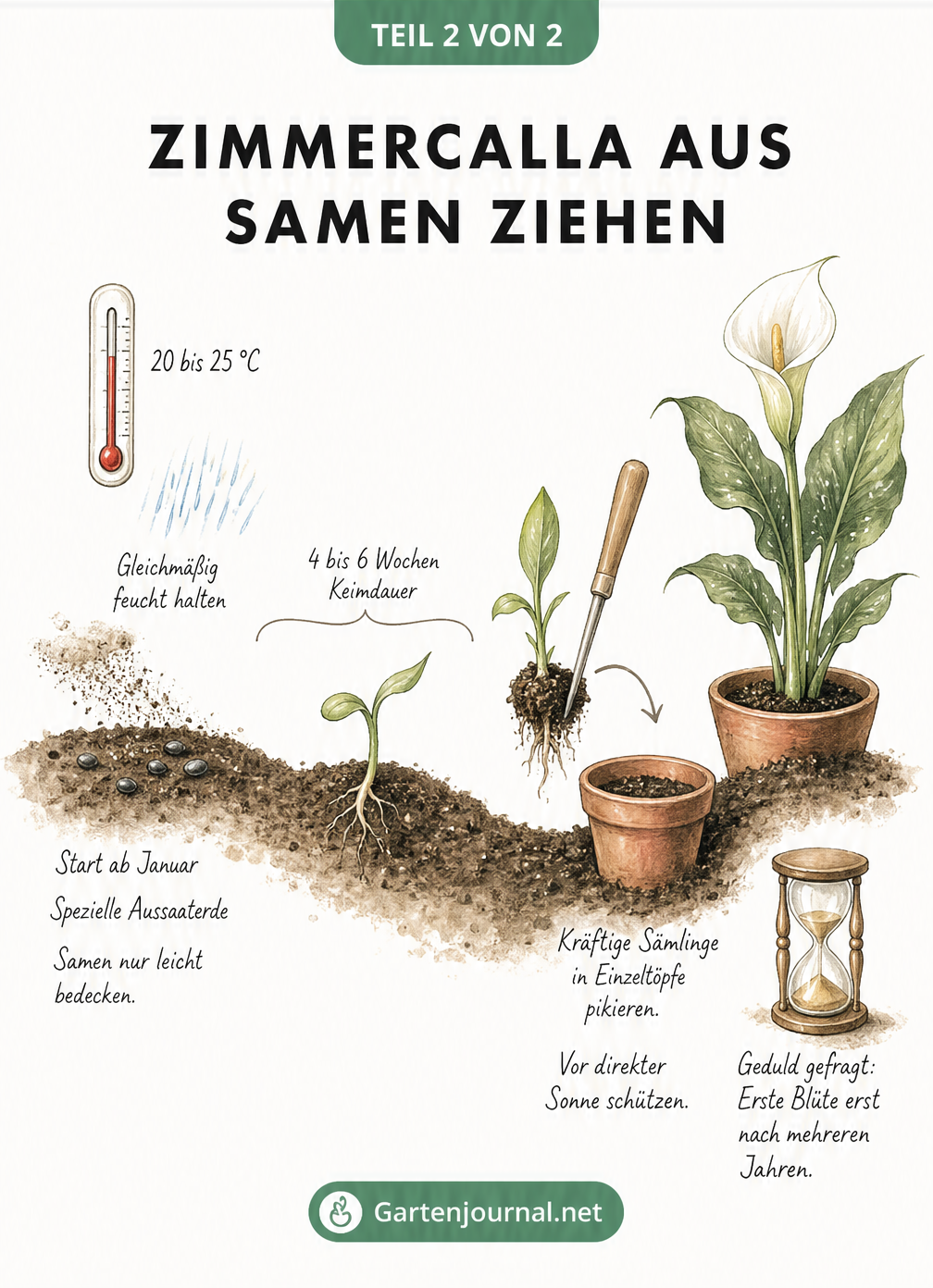Zeichnung der Aussaat von Zimmercalla-Samen mit Keimling und pikierten Jungpflanzen