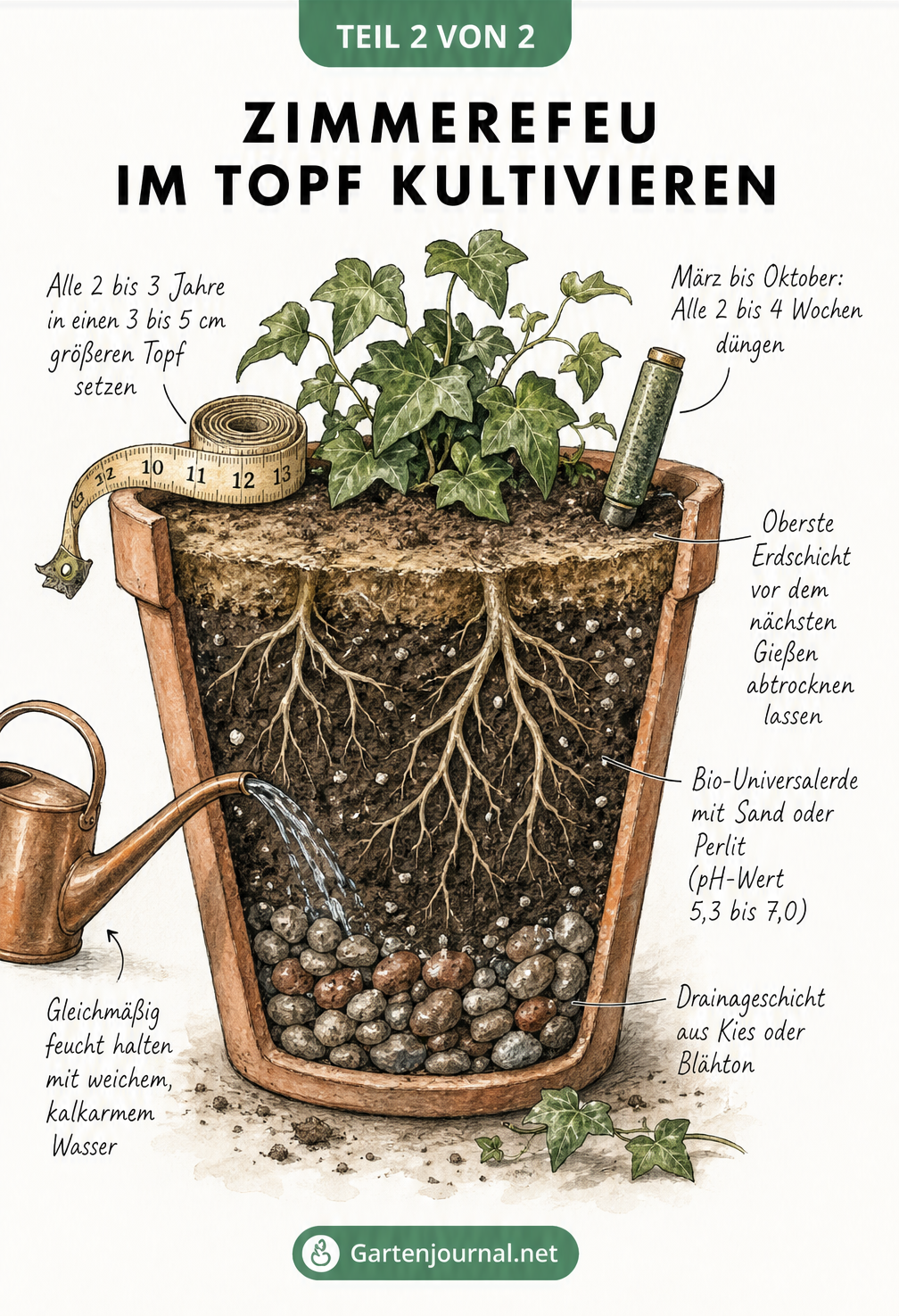 Querschnitt eines bepflanzten Terrakotta-Topfes mit Efeu, der Drainageschicht, Erde, Gießkanne und Düngestäbchen zeigt