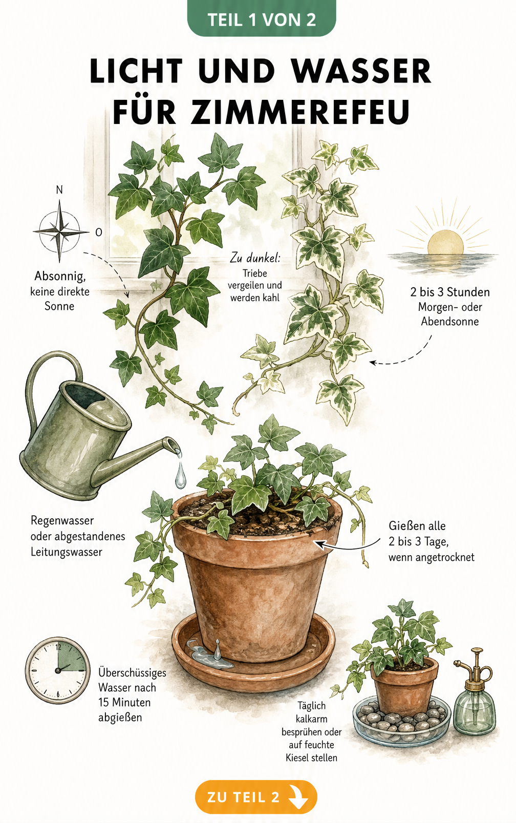 Illustration von Zimmerefeu auf einer Fensterbank mit Hinweisen zu Lichtbedarf und Gießverhalten