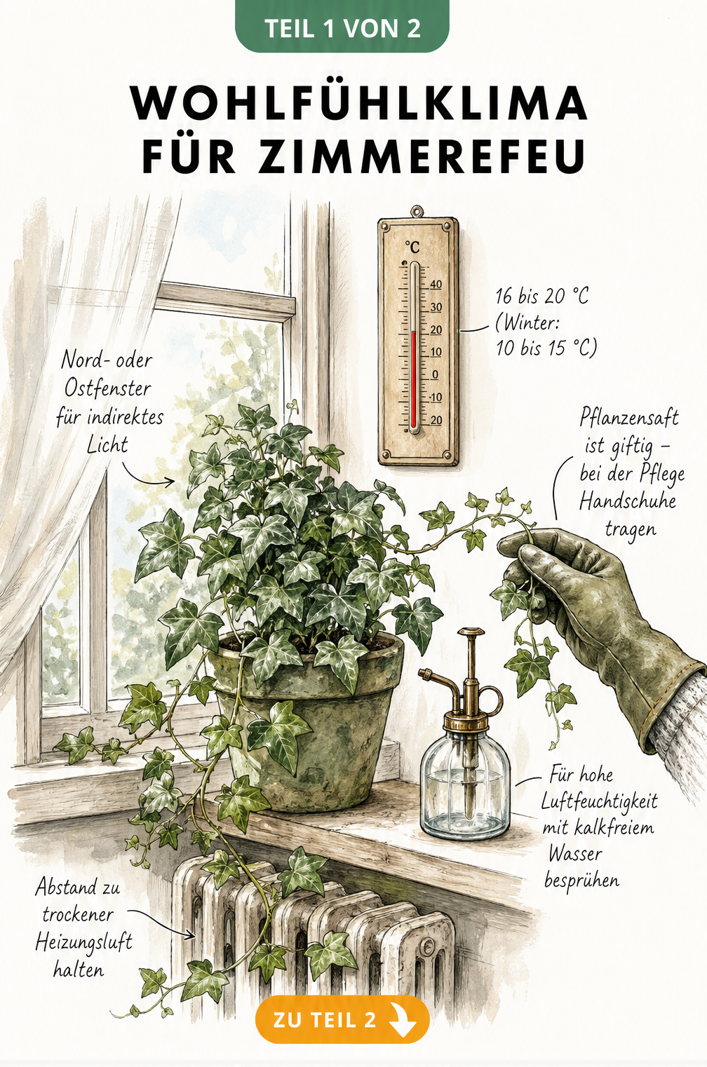 Illustration eines Zimmers mit Efeu auf der Fensterbank, Thermometer und Sprühflasche zur Erklärung des idealen Standorts
