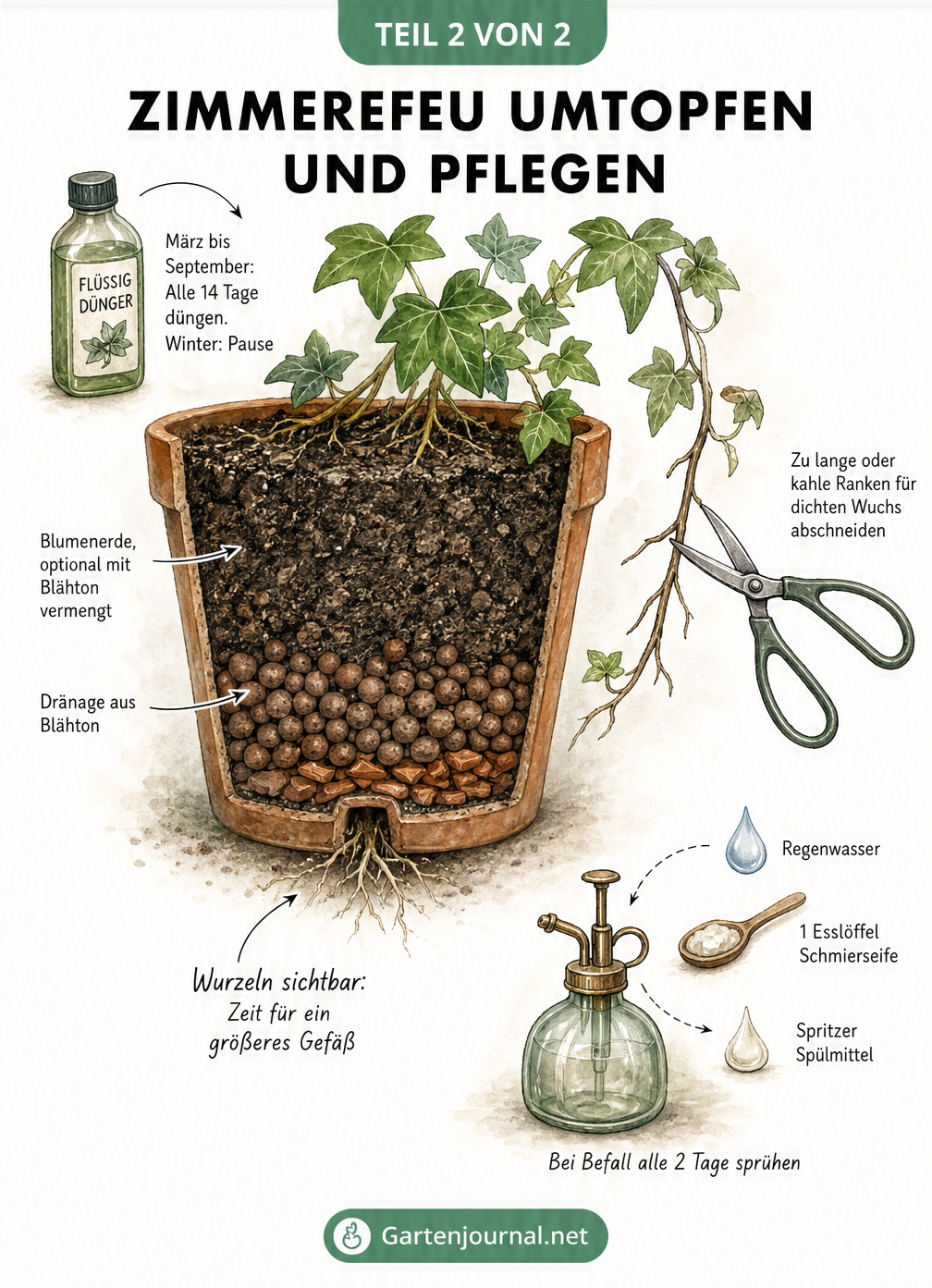 Querschnitt eines Blumentopfs mit Efeu, der Umtopfen, Düngen und ein Hausmittel gegen Spinnmilben zeigt