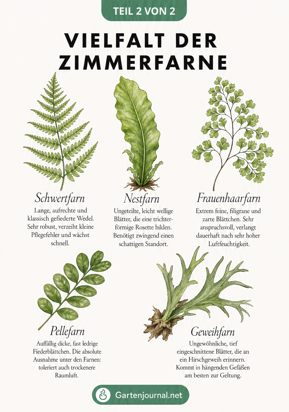Illustration von fünf verschiedenen Farnwedeln: Schwertfarn, Nestfarn, Frauenhaarfarn, Pellefarn und Geweihfarn
