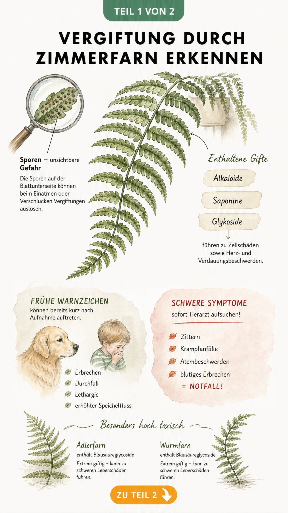 Illustration eines Farnwedels mit Hinweisen auf giftige Sporen, Inhaltsstoffe wie Alkaloide und Vergiftungssymptome bei Hund und Kind
