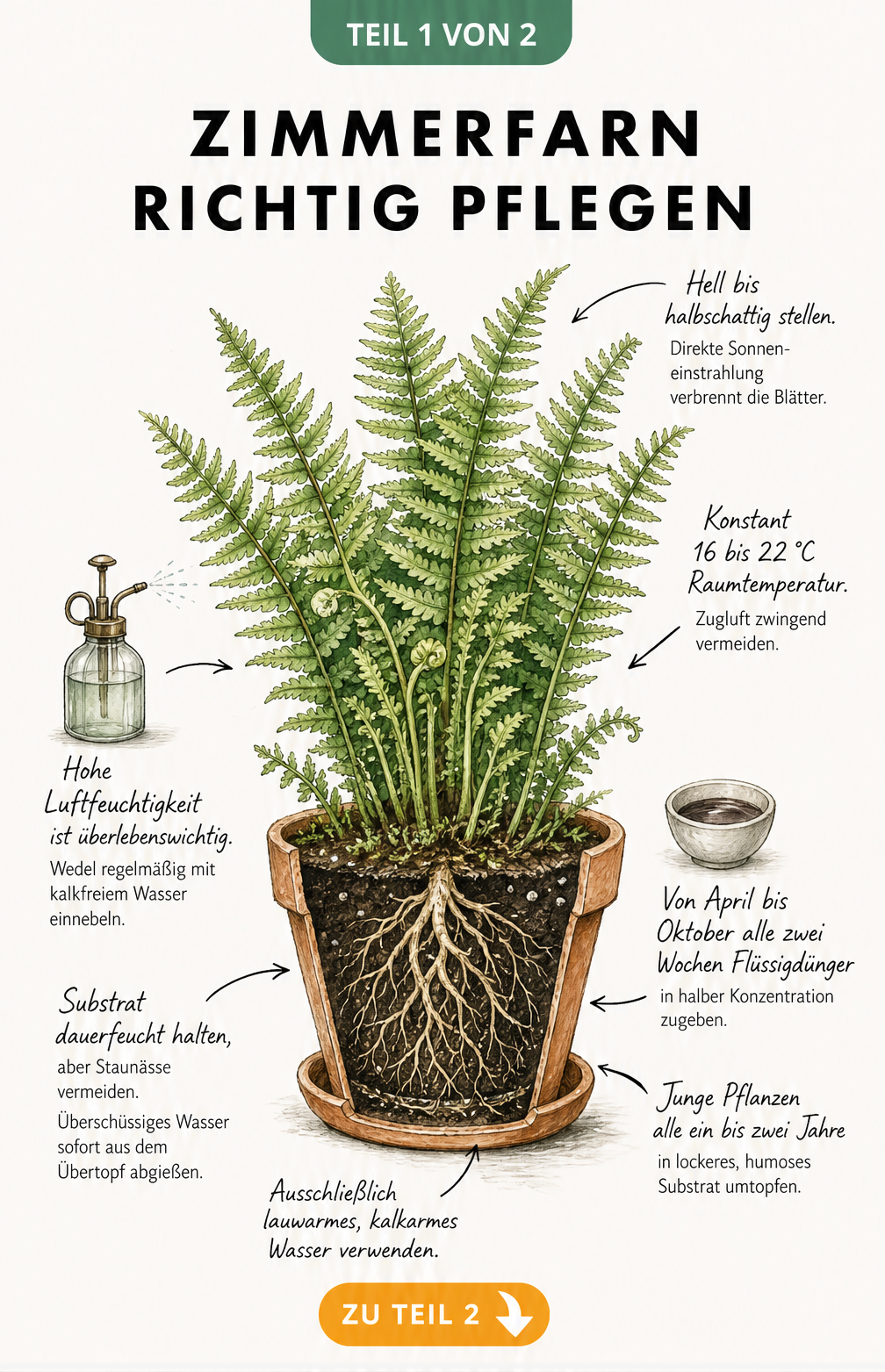 Botanische Illustration eines Zimmerfarns im Querschnitt mit Pflegetipps zu Standort, Gießen und Düngen