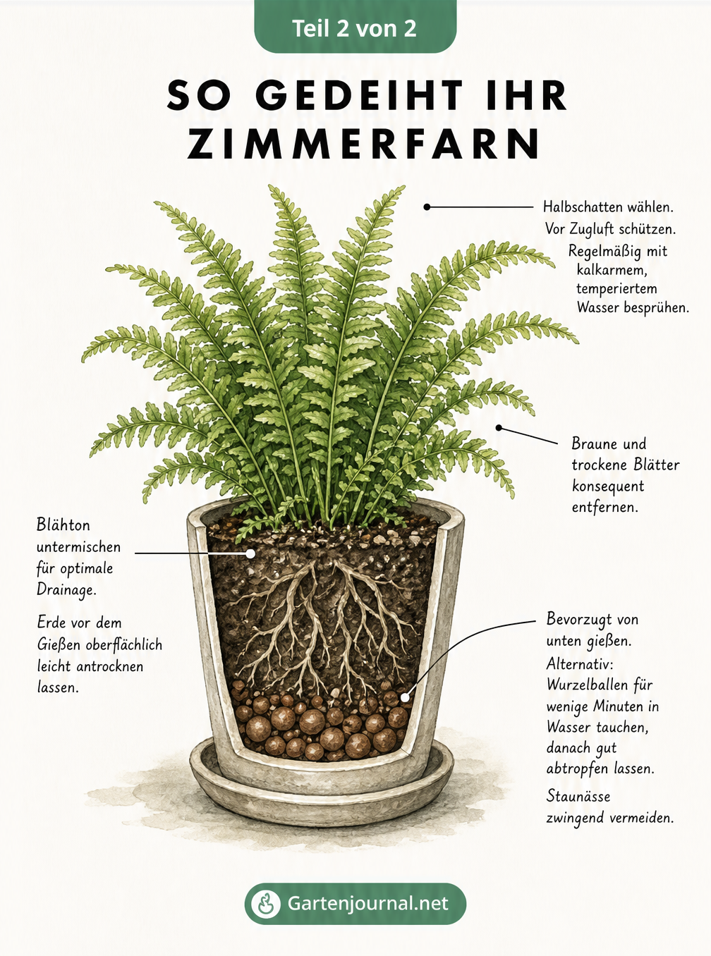Schnittzeichnung eines Zimmerfarns im Topf mit Tipps zu Standort, Gießen, Erde und Pflege