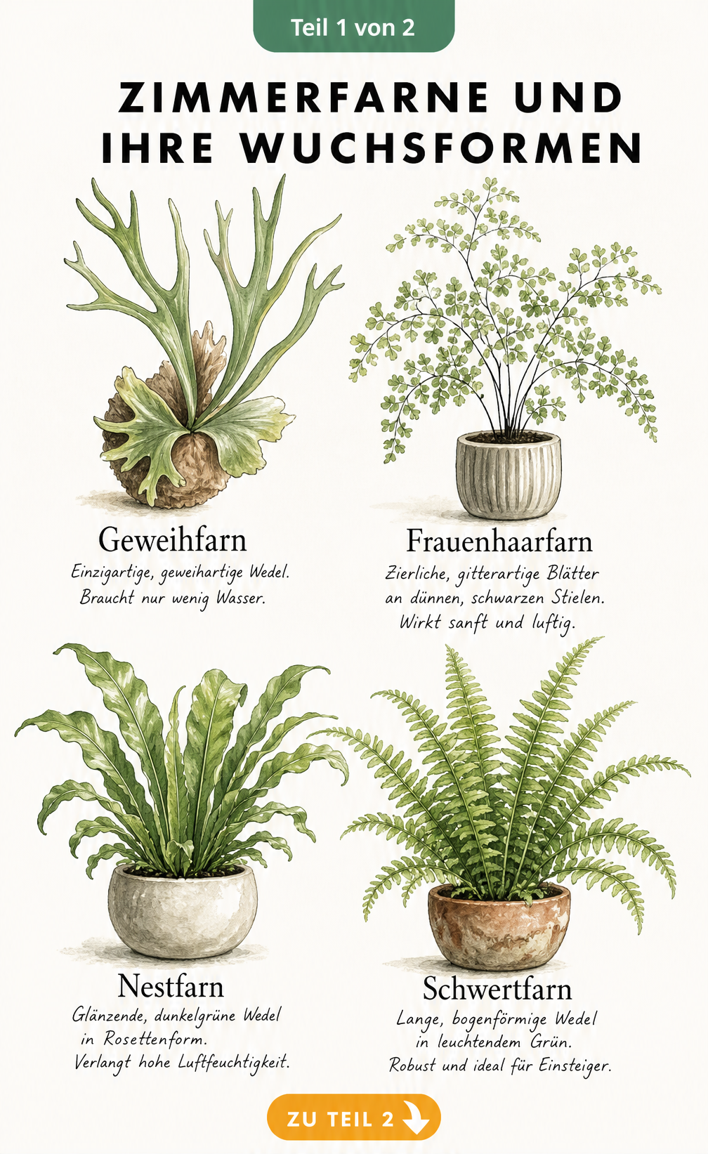 Illustration von vier Zimmerfarnen: Geweihfarn, Frauenhaarfarn, Nestfarn und Schwertfarn mit ihren Wuchsformen