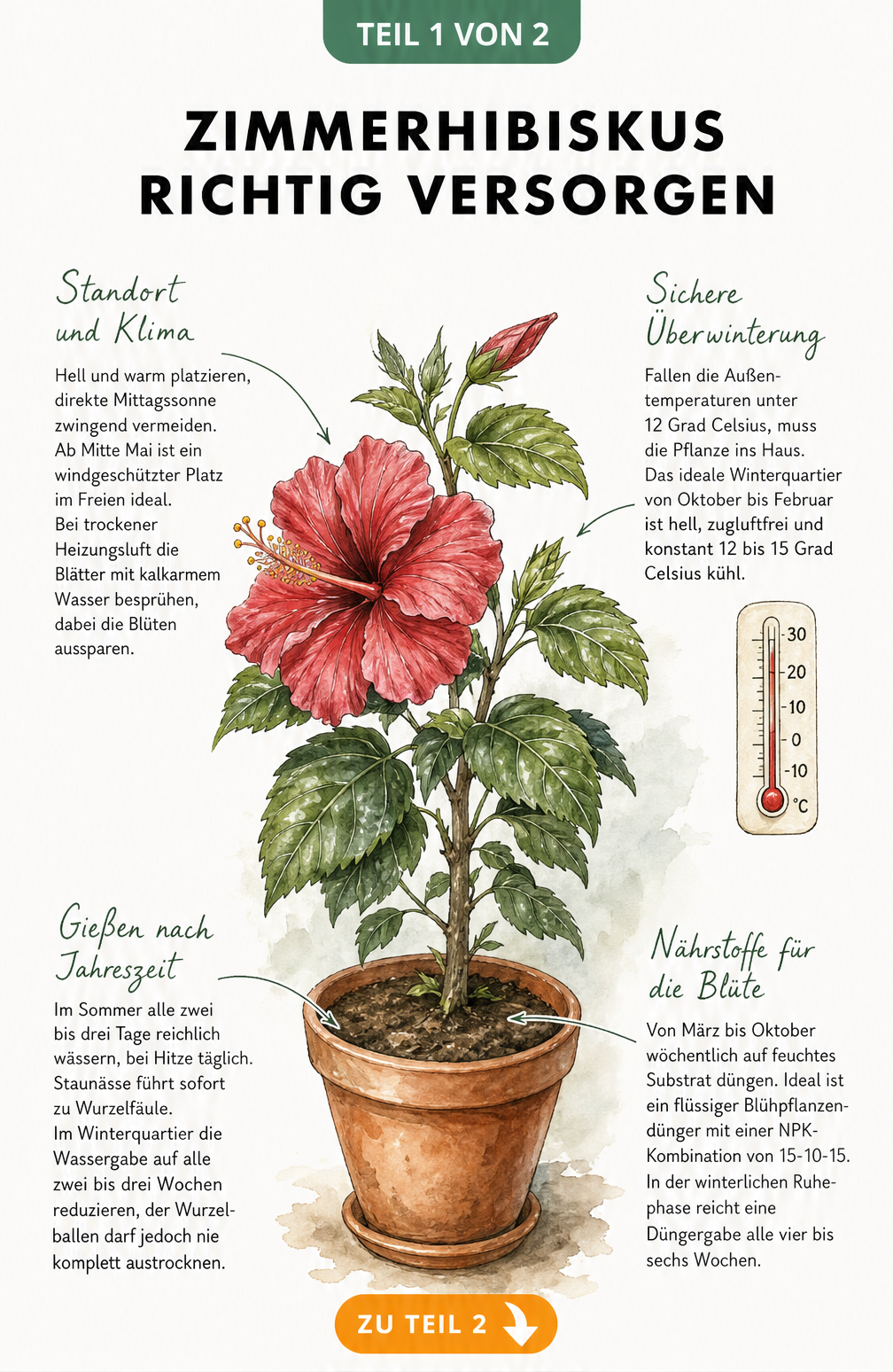 Botanische Illustration eines blühenden Zimmerhibiskus im Terrakottatopfe mit Pflegetipps zu Standort, Gießen, Düngen und Überwinterung