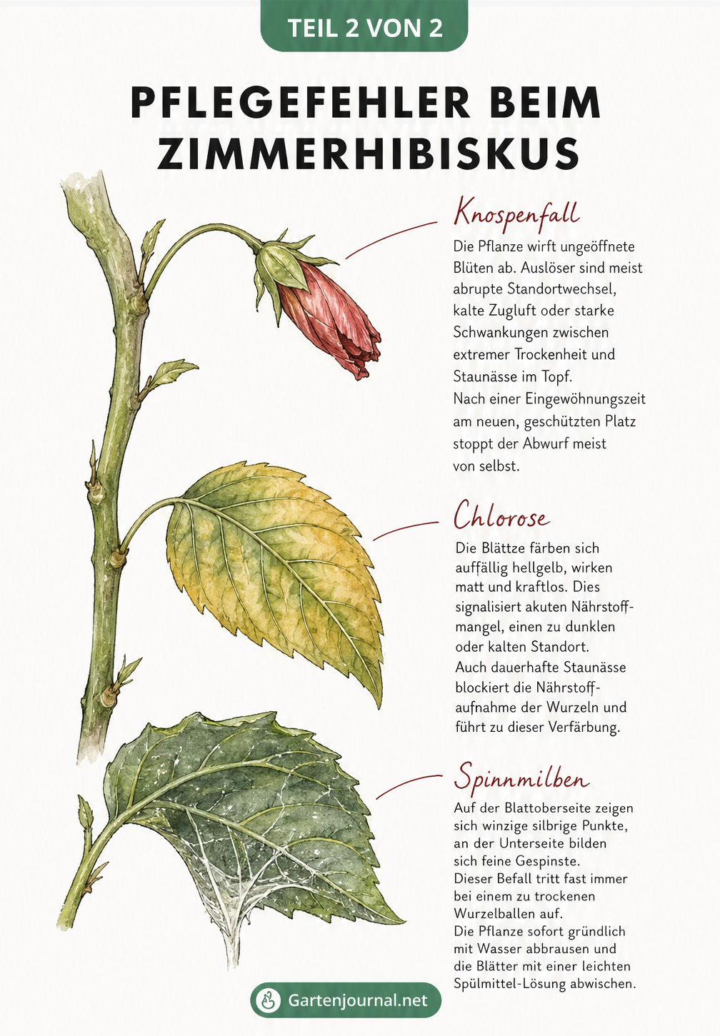 Illustration eines Hibiskuszweigs mit Schadbildern: Knospenfall, gelbe Blätter durch Chlorose und Spinnmilben-Befall