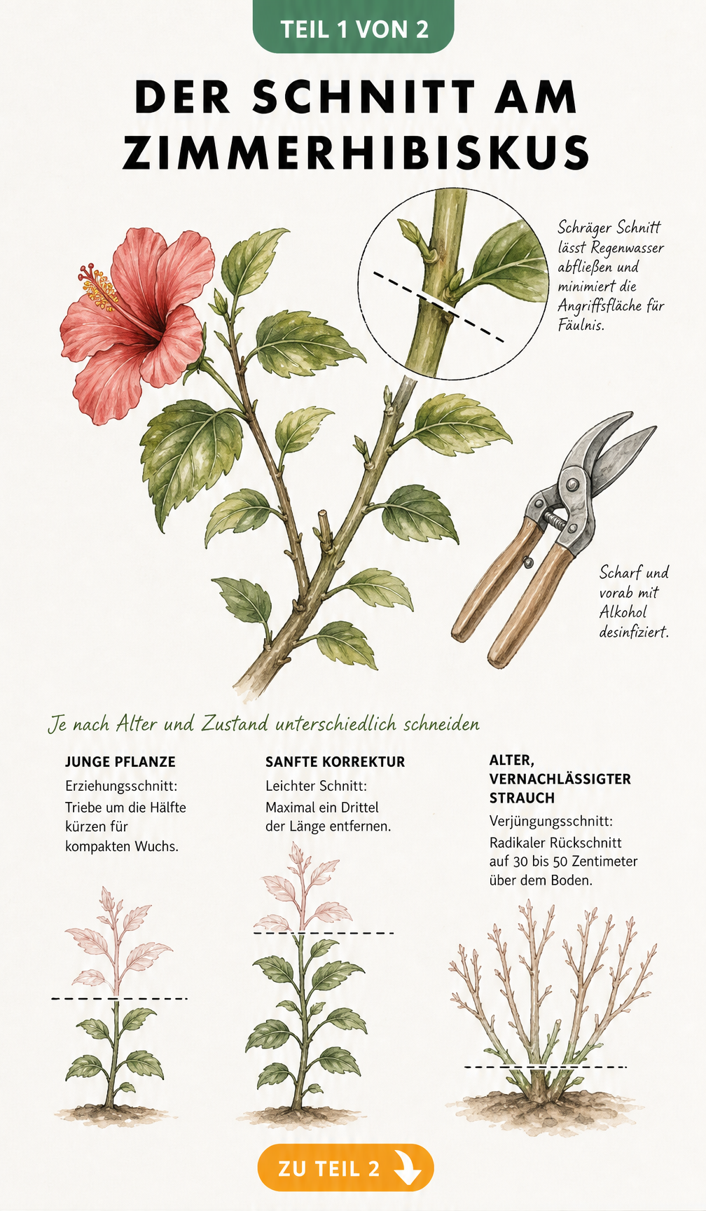 Botanische Illustration eines Hibiskuszweigs mit Markierung für den schrägen Schnittwinkel und drei Pflanzensilhouetten für verschiedene Schnittstärken.