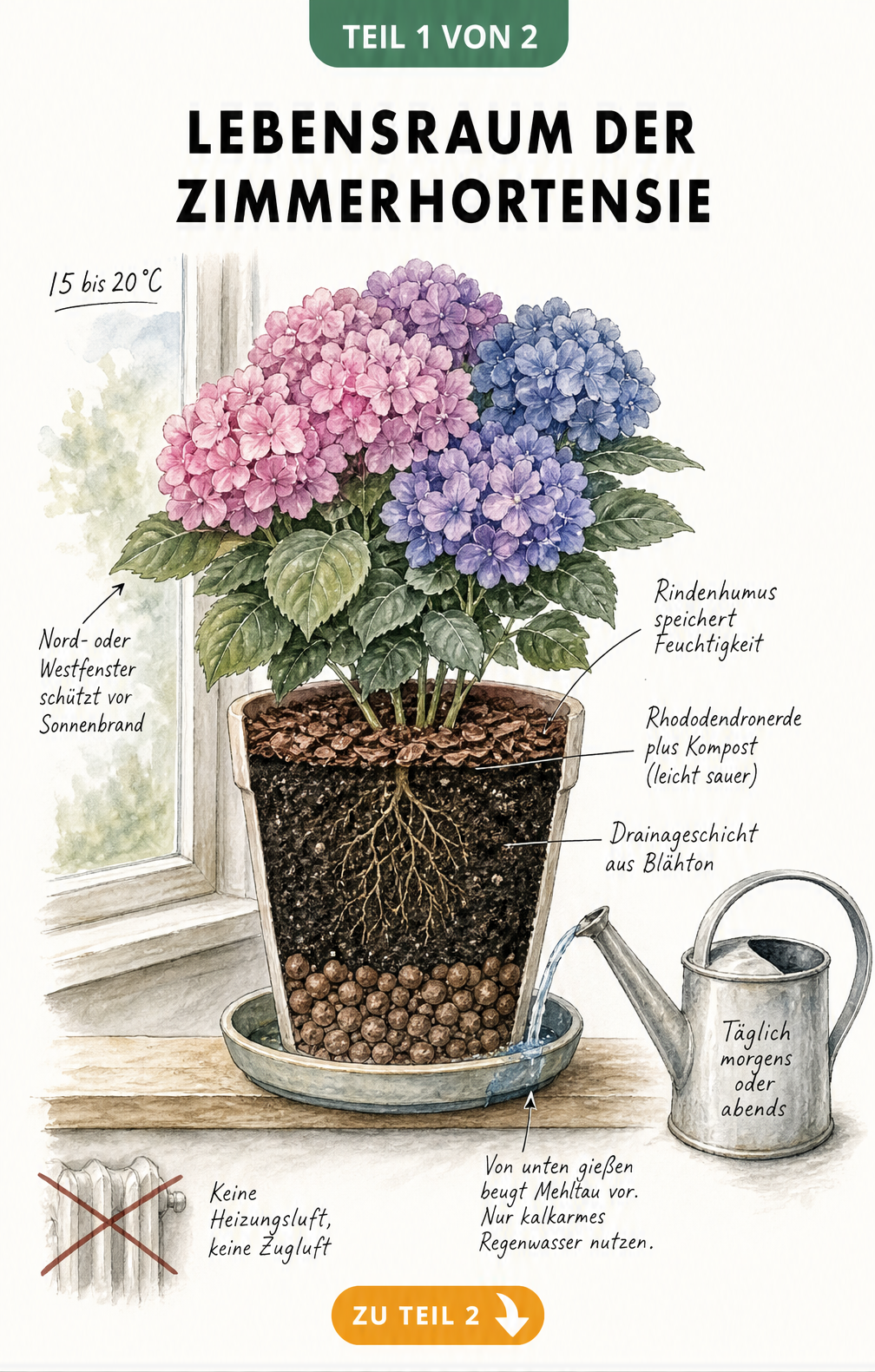 Illustration einer Zimmerhortensie im Topf auf einer Fensterbank mit Schnittdarstellung der Erdschichten und Pflegehinweisen