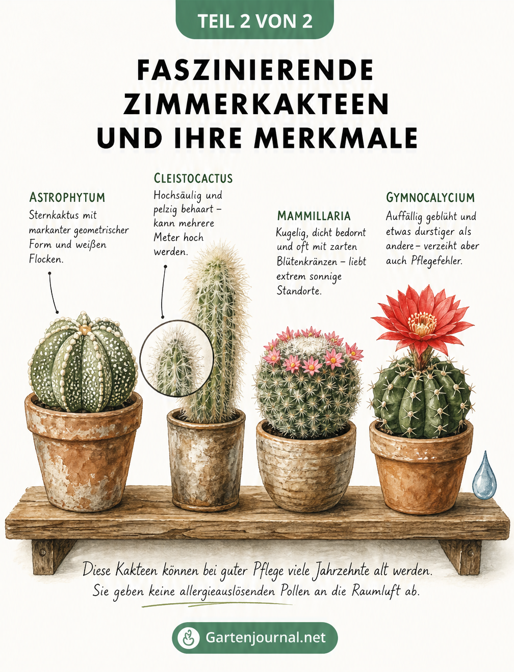 Aquarell-Illustration von vier Zimmerkakteen: Astrophytum, Cleistocactus, Mammillaria und Gymnocalycium in Tontöpfen