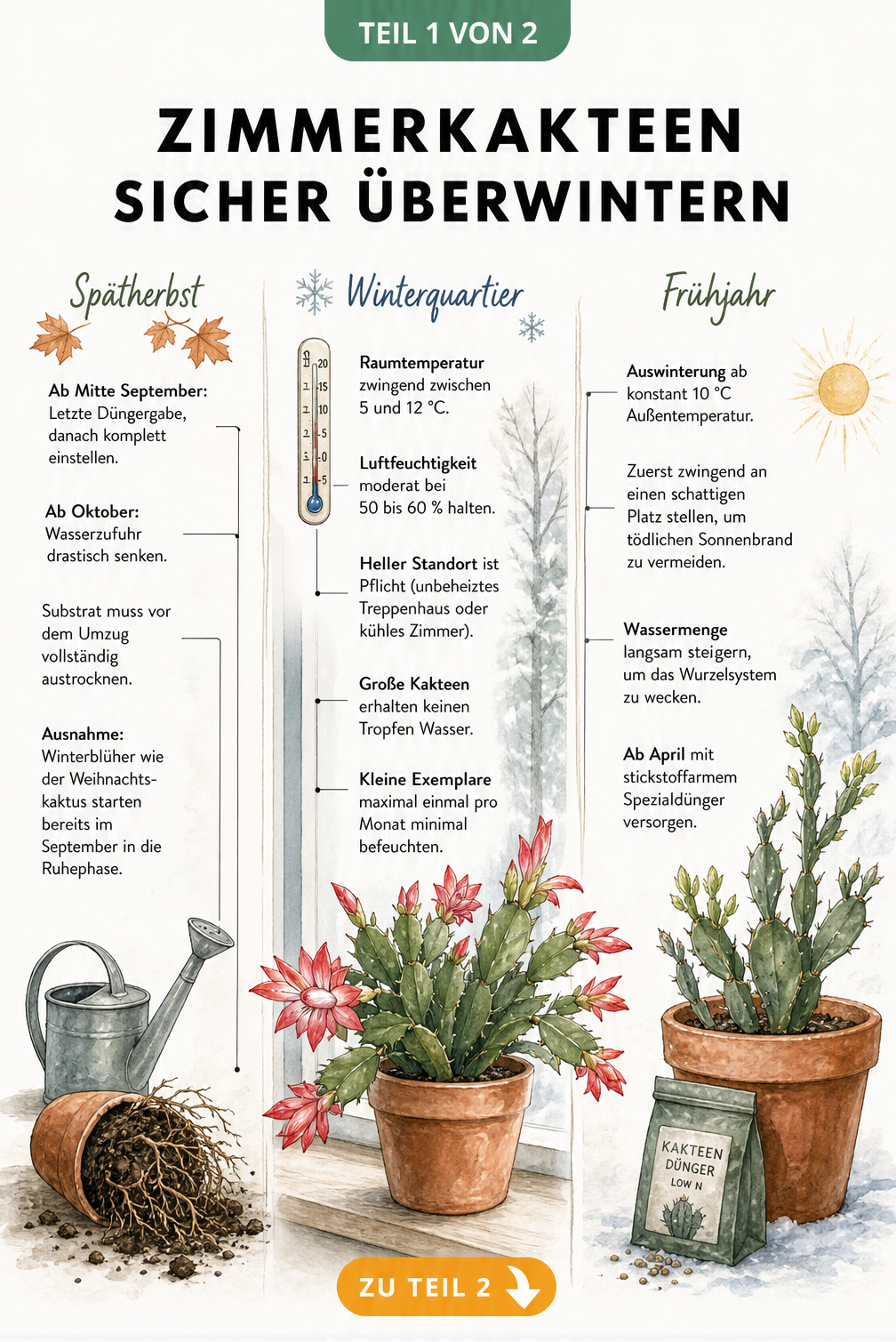 Illustration eines blühenden Kaktus im Tontopf auf einer Fensterbank mit Pflegehinweisen für Herbst, Winter und Frühjahr