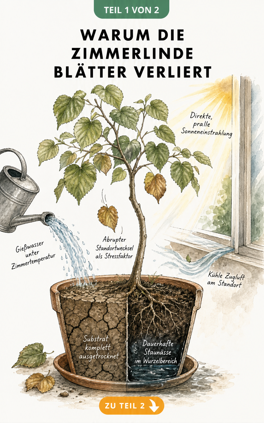 Botanische Illustration einer Zimmerlinde im Querschnitt, die Ursachen für Blattverlust wie Zugluft, direkte Sonne und Staunässe zeigt.