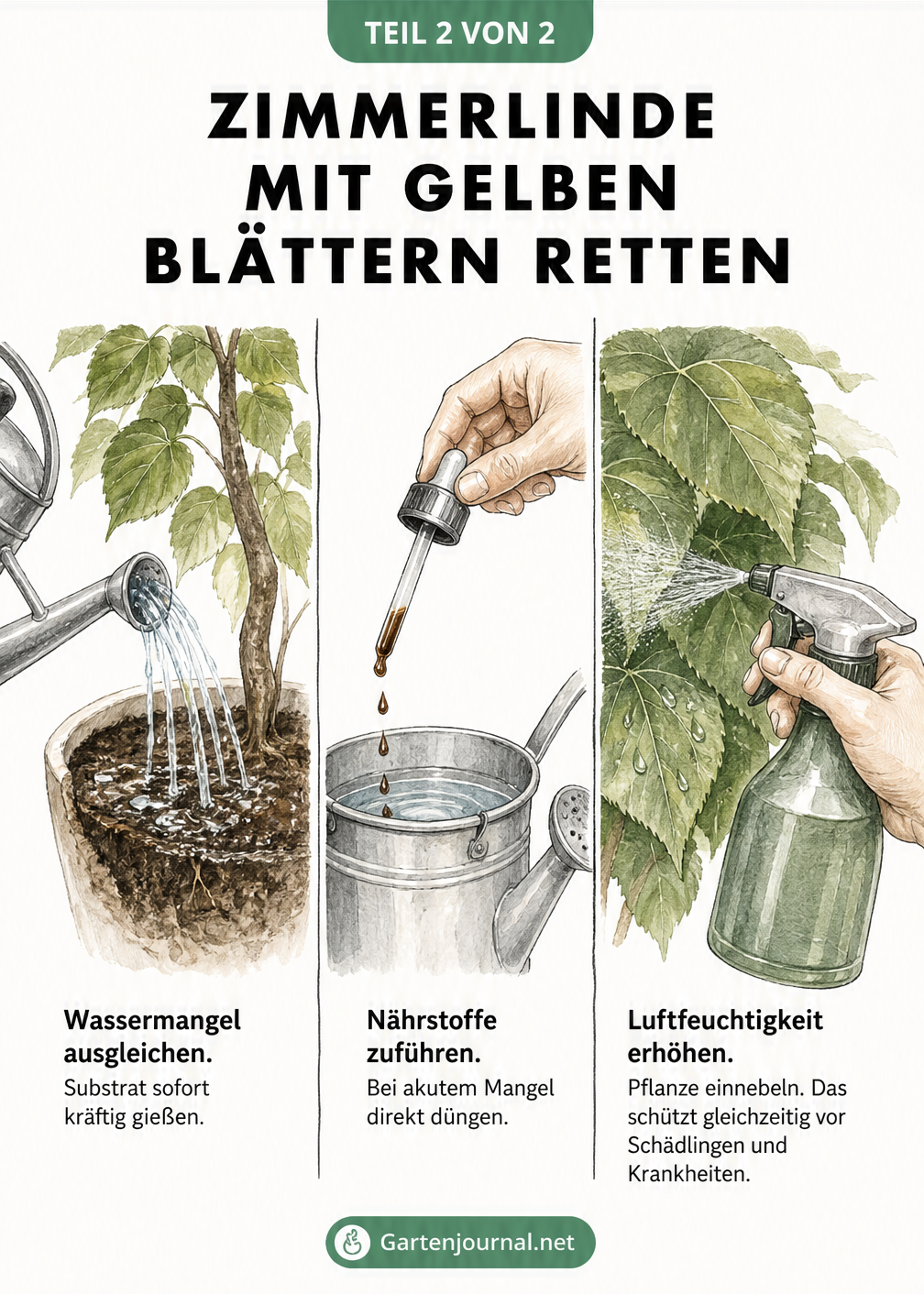 Illustration zur Rettung einer Zimmerlinde: Gießen bei Wassermangel, Düngen bei Nährstoffmangel und Besprühen zur Erhöhung der Luftfeuchtigkeit.