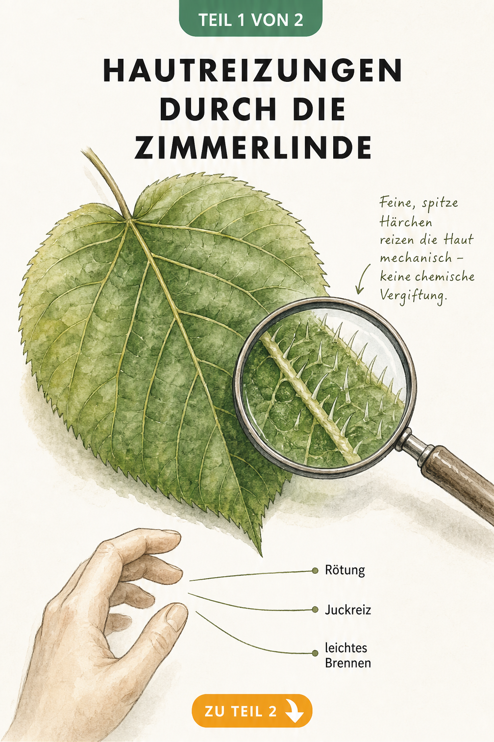 Botanische Zeichnung eines Zimmerlinden-Blattes mit Lupe, die feine Härchen zeigt, und einer Hand, die bei Berührung Rötungen und Juckreiz erfährt