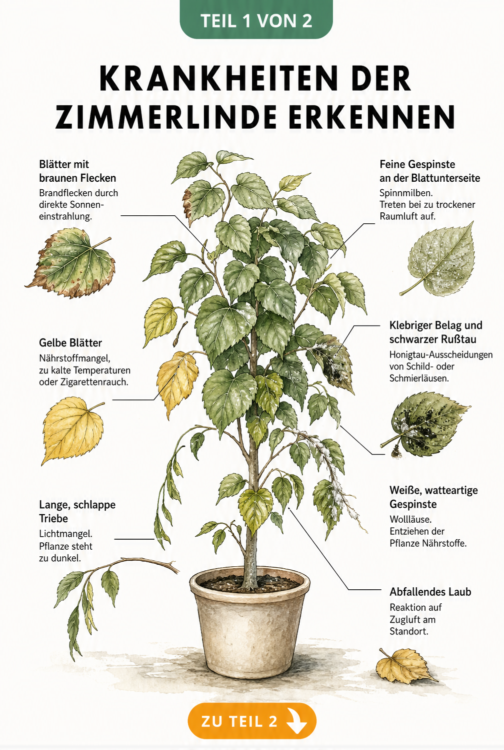 Illustration einer Zimmerlinde mit typischen Schadbildern wie braunen Flecken, gelben Blättern und Schädlingen