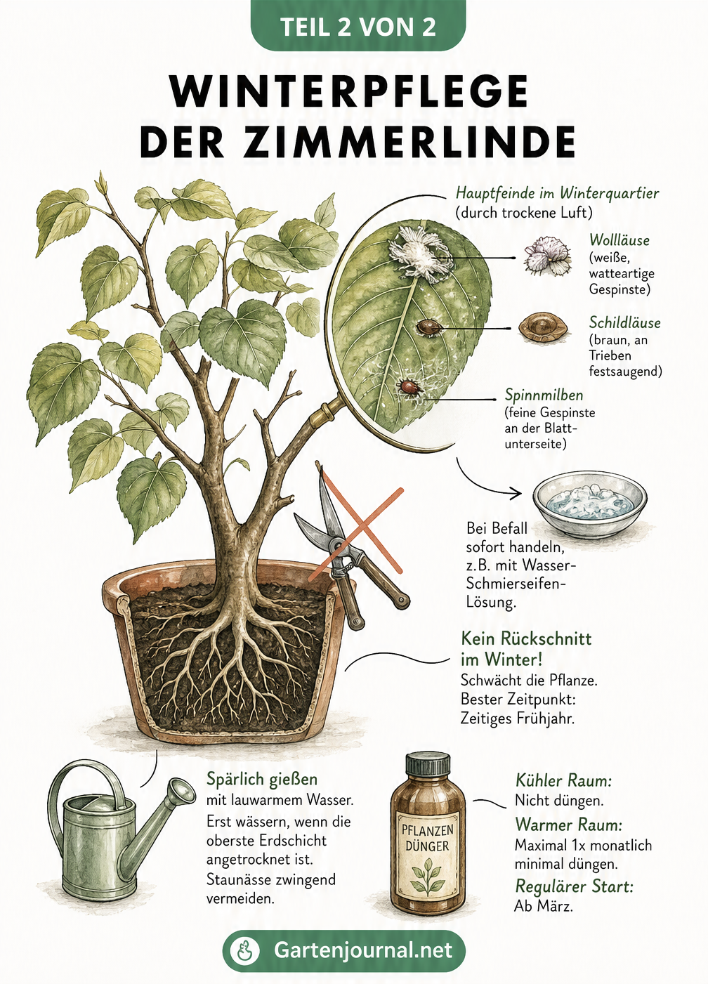 Nahaufnahme einer Zimmerlinde mit Illustrationen zu Gießen, Düngen, Rückschnitt und Schädlingsbekämpfung im Winter
