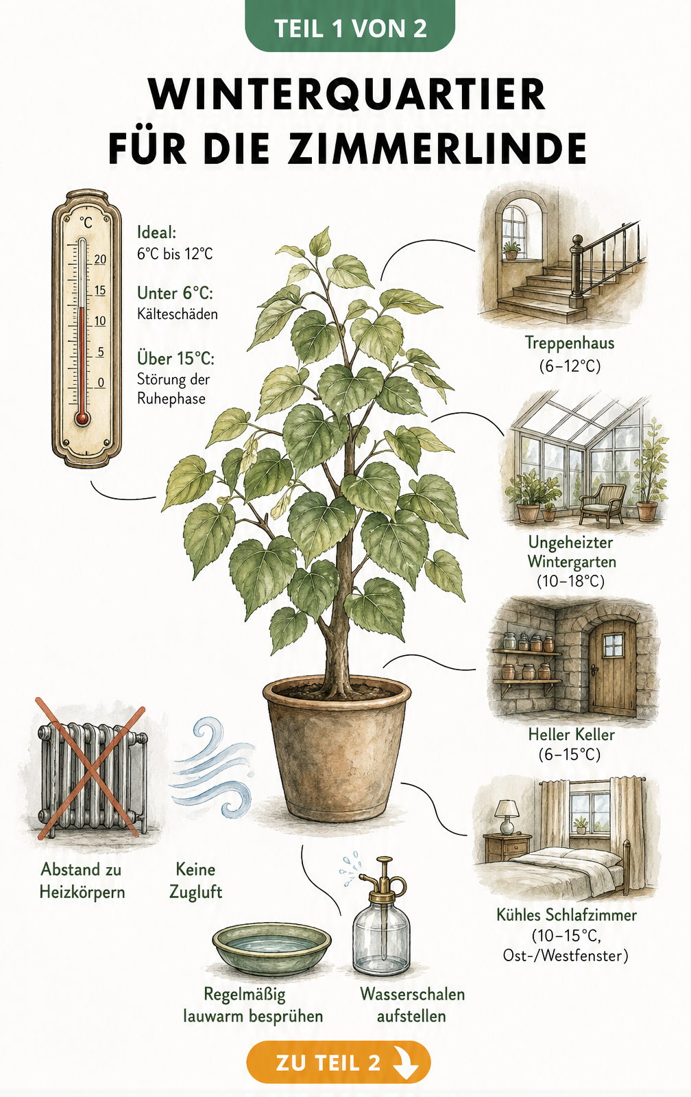 Illustration einer Zimmerlinde im Topf mit Thermometer und Raum-Vignetten für das ideale Winterquartier