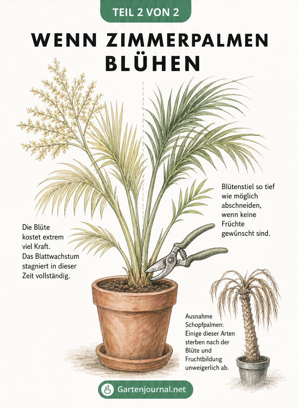 Illustration einer Bergpalme im Topf mit Blütenstand und einer Gartenschere, die den Blütenstiel abschneidet