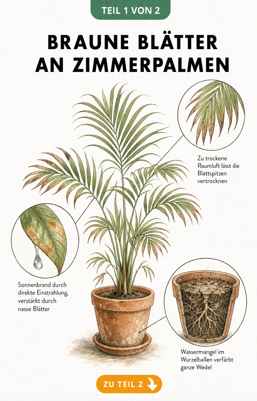 Botanische Illustration einer Zimmerpalme mit braunen Blättern und Detailansichten zu Ursachen wie trockener Raumluft, Sonnenbrand und Wassermangel.