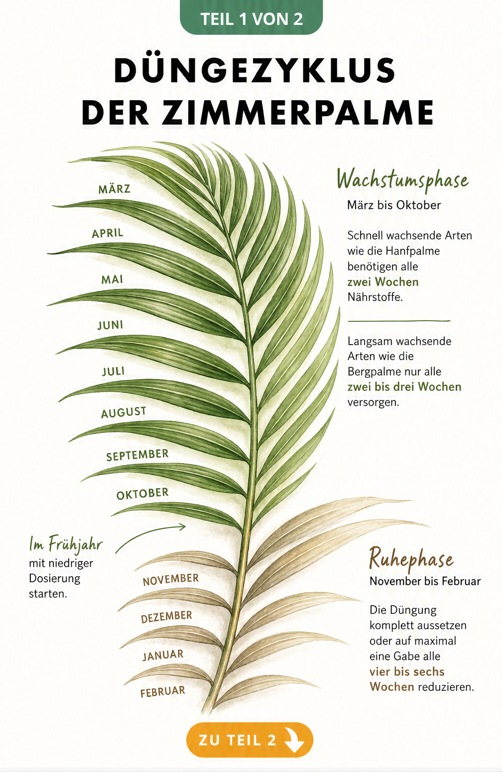 Illustration eines Palmenwedels als Zeitstrahl, der den Düngezyklus von Zimmerpalmen von März bis Oktober und die Ruhephase im Winter zeigt.