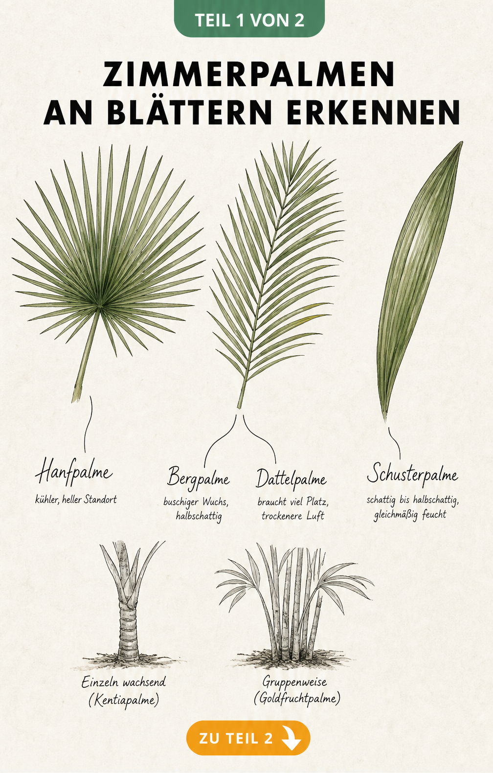 Botanische Illustration von Palmwedeln zur Bestimmung von Zimmerpalmen wie Hanfpalme, Bergpalme, Dattelpalme und Schusterpalme