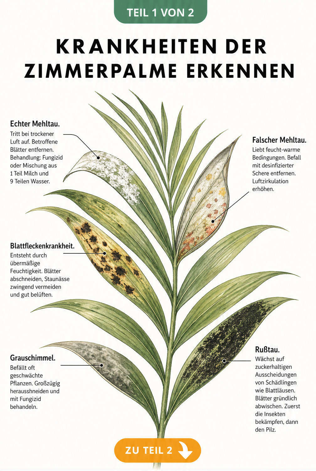 Botanische Illustration eines Palmwedels, der Symptome von fünf Hauptkrankheiten wie Echtem Mehltau, Blattfleckenkrankheit, Grauschimmel, Falschem Mehltau und...