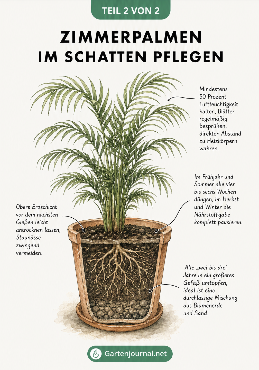 Botanische Zeichnung einer Palme im Querschnitt mit Pflegetipps zu Gießen, Düngen und Luftfeuchtigkeit