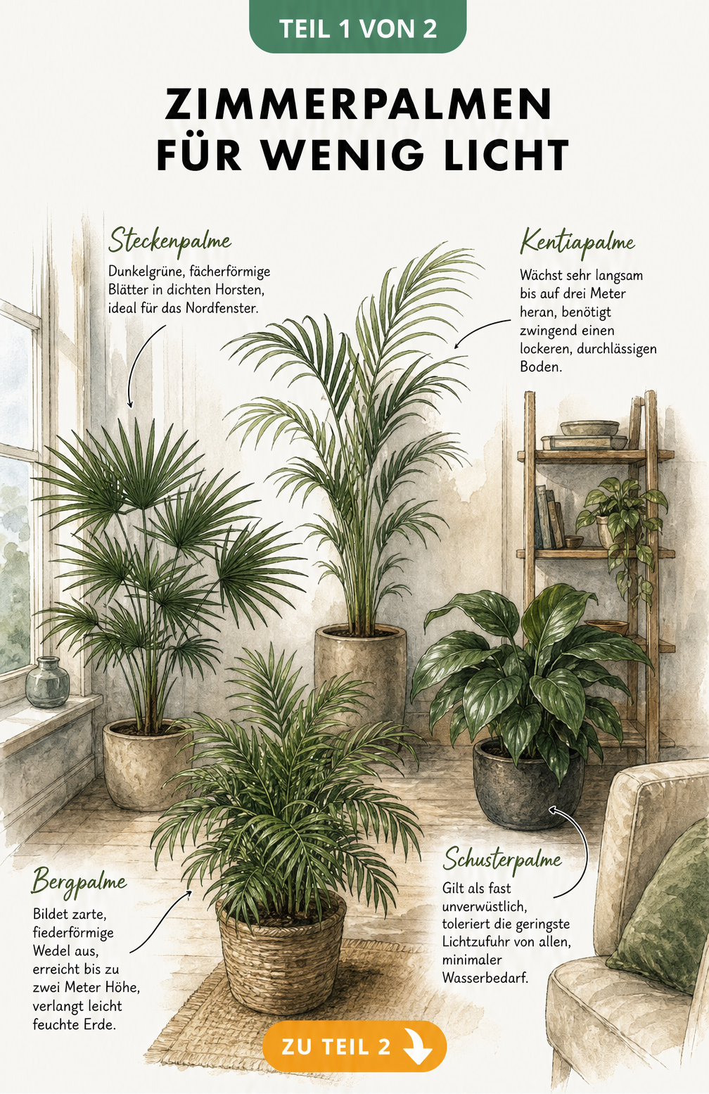 Illustration von vier schattenverträglichen Zimmerpalmen wie Steckenpalme und Bergpalme in einem dunklen Wohnzimmer