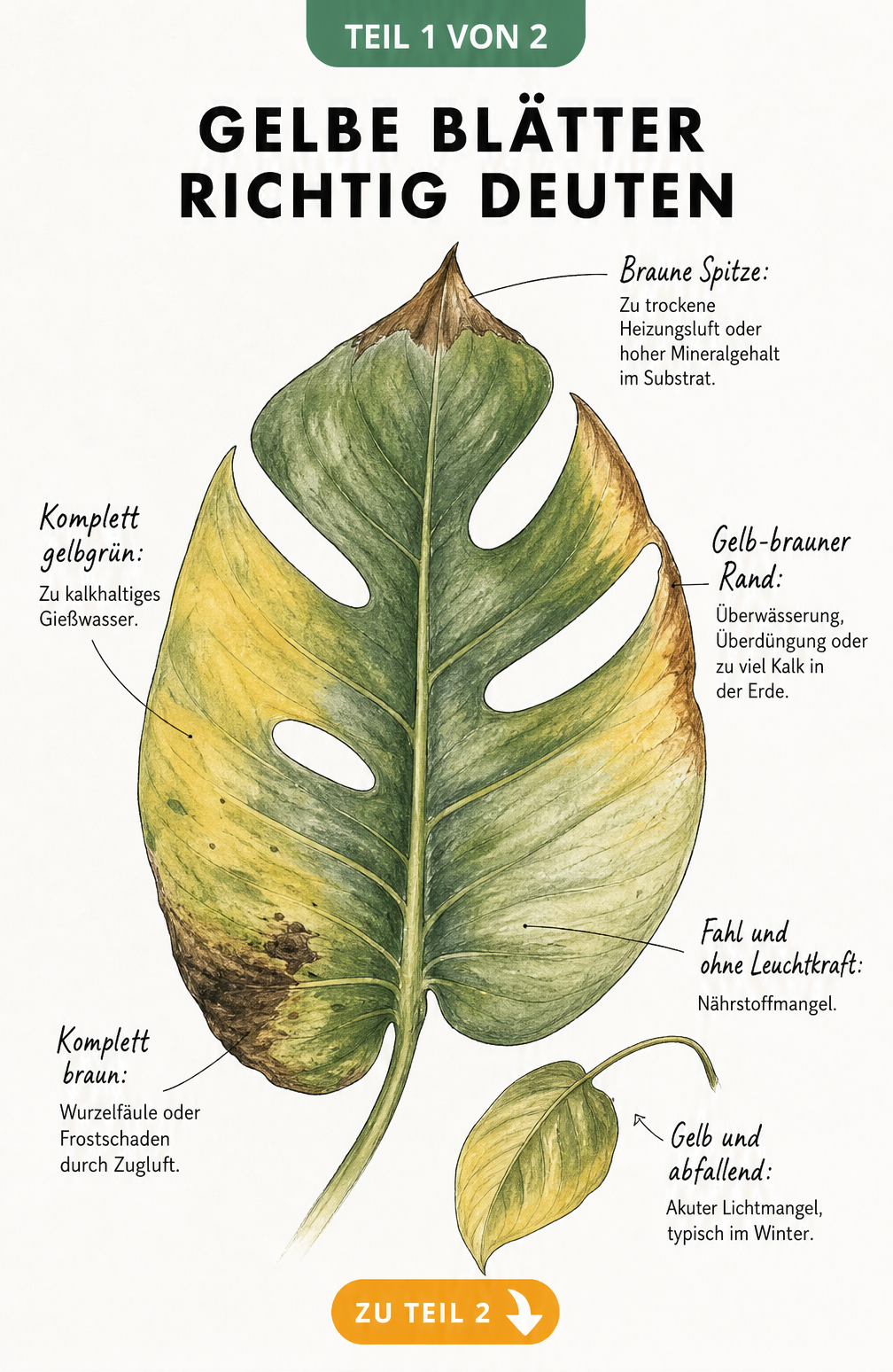 Botanische Illustration eines Zimmerpflanzenblattes mit verschiedenen Schadbildern wie braunen Spitzen und gelben Rändern