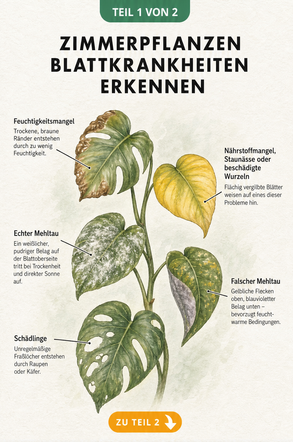 Botanische Illustration von fünf Zimmerpflanzen-Blättern mit verschiedenen Schadbildern wie braunen Rändern, Vergilbung, Mehltau und Fraßlöchern