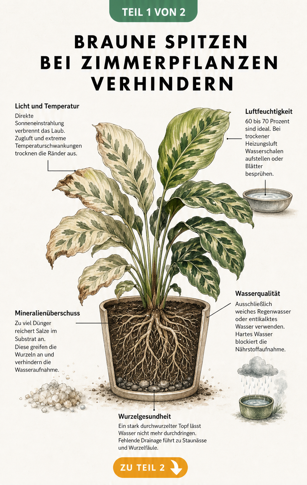 Illustration einer Calathea im Querschnitt, die Ursachen für braune Blattspitzen wie trockene Luft, falsches Gießen und Überdüngung zeigt.