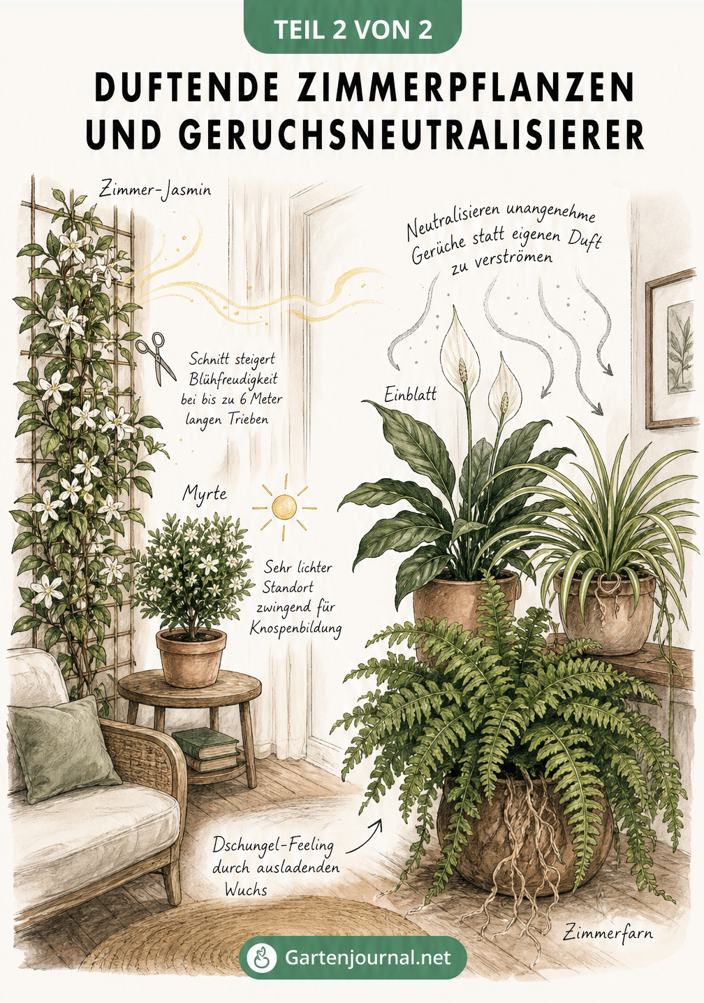 Illustration eines Raumes mit Zimmer-Jasmin und Myrte als Duftspender sowie Einblatt, Grünlilie und Zimmerfarn als Geruchsneutralisierer