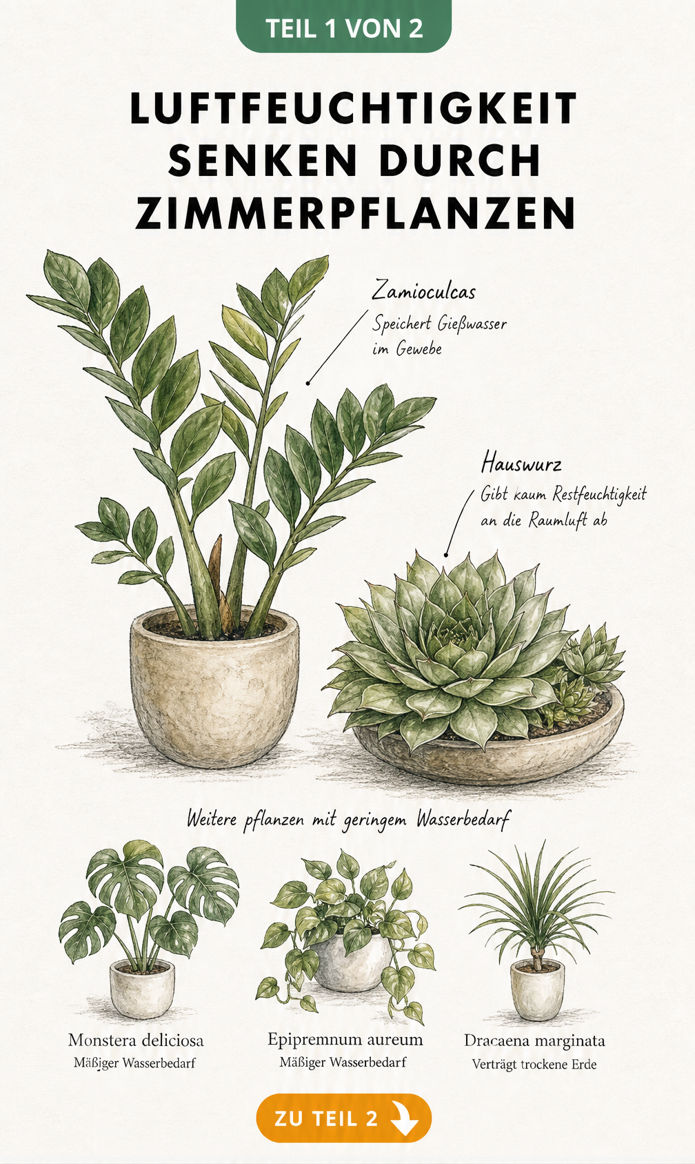 Botanische Zeichnung von Zamioculcas und Hauswurz mit Erklärungen zur Wasserspeicherung und geringen Feuchtigkeitsabgabe
