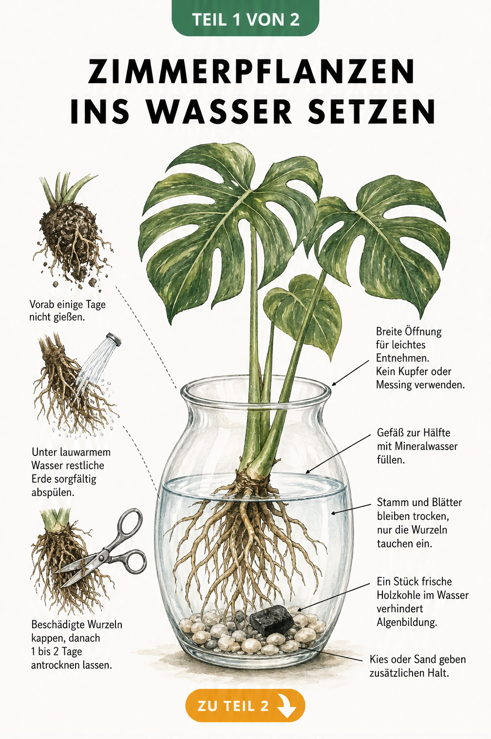 Botanische Illustration einer Monstera in einem Glasgefäß mit Wasser, die zeigt, wie man Wurzeln vorbereitet und die Pflanze richtig im Wasser platziert.