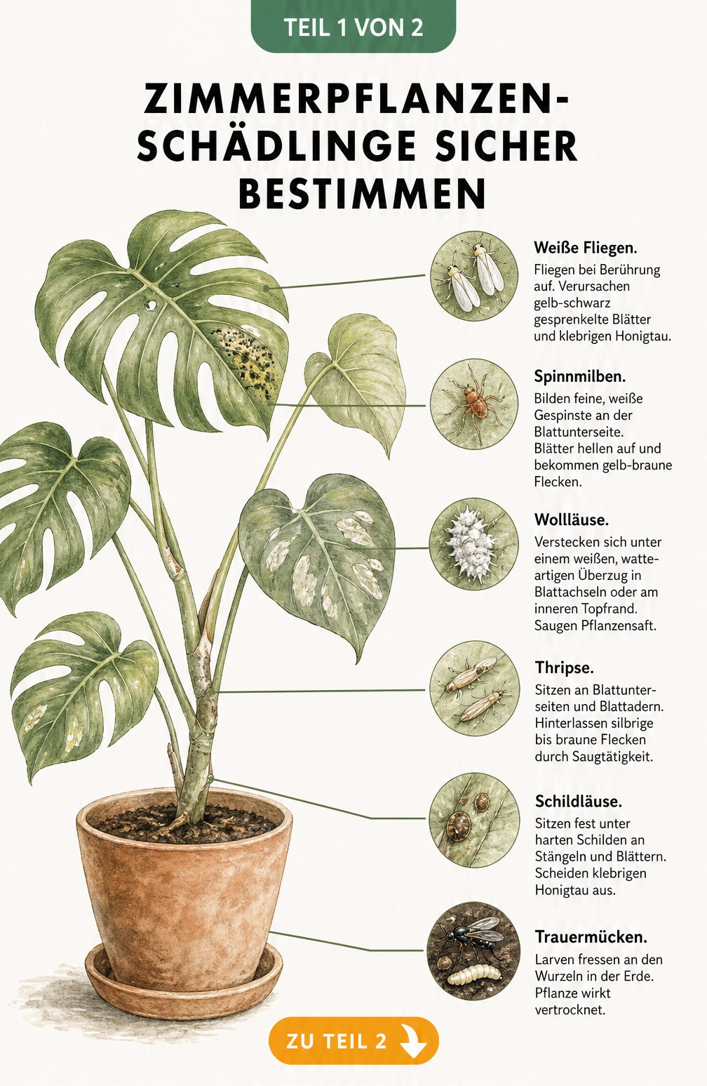 Illustration einer Zimmerpflanze mit Makro-Zeichnungen von Schädlingen wie Weiße Fliegen, Spinnmilben, Wollläusen, Thripsen, Schildläusen und Trauermücken