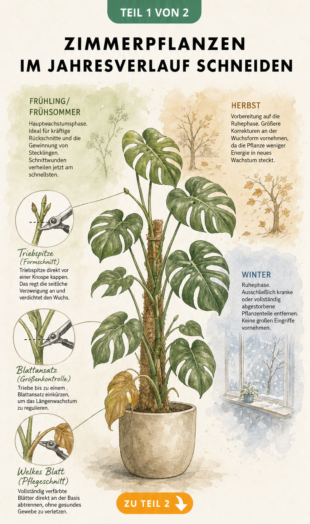 Botanische Illustration einer Zimmerpflanze mit Schnitttechniken im Jahresverlauf
