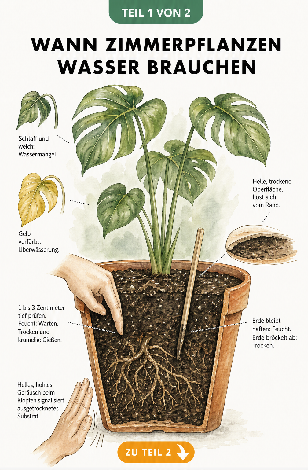 Illustration einer Zimmerpflanze im Querschnitt, die Anzeichen für Wassermangel und Überwässerung sowie Methoden zur Prüfung der Bodenfeuchtigkeit zeigt.