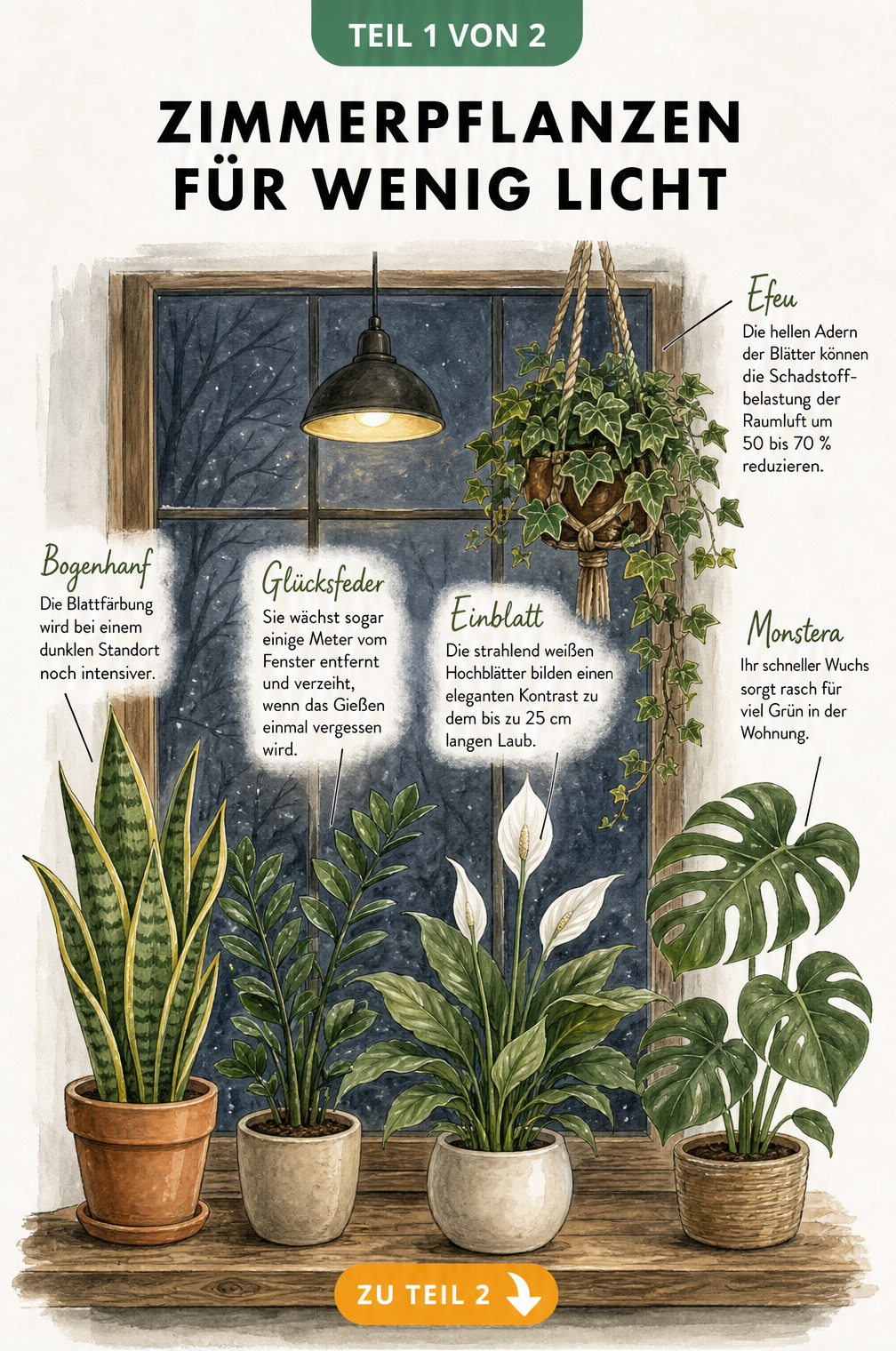 Illustration von fünf Zimmerpflanzen für dunkle Standorte: Bogenhanf, Glücksfeder, Einblatt, Monstera und Efeu auf einem Fensterbrett.
