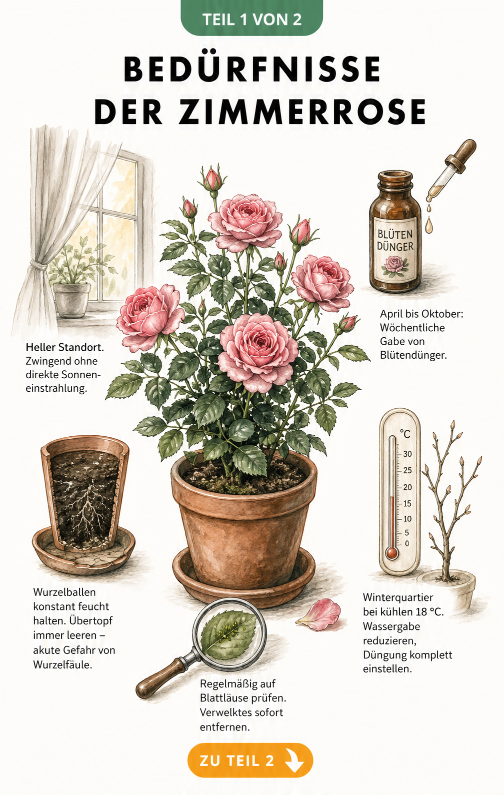 Botanische Illustration einer blühenden Zwergrose im Tontopf mit Pflegehinweisen zu Licht, Wasser, Dünger und Winterruhe