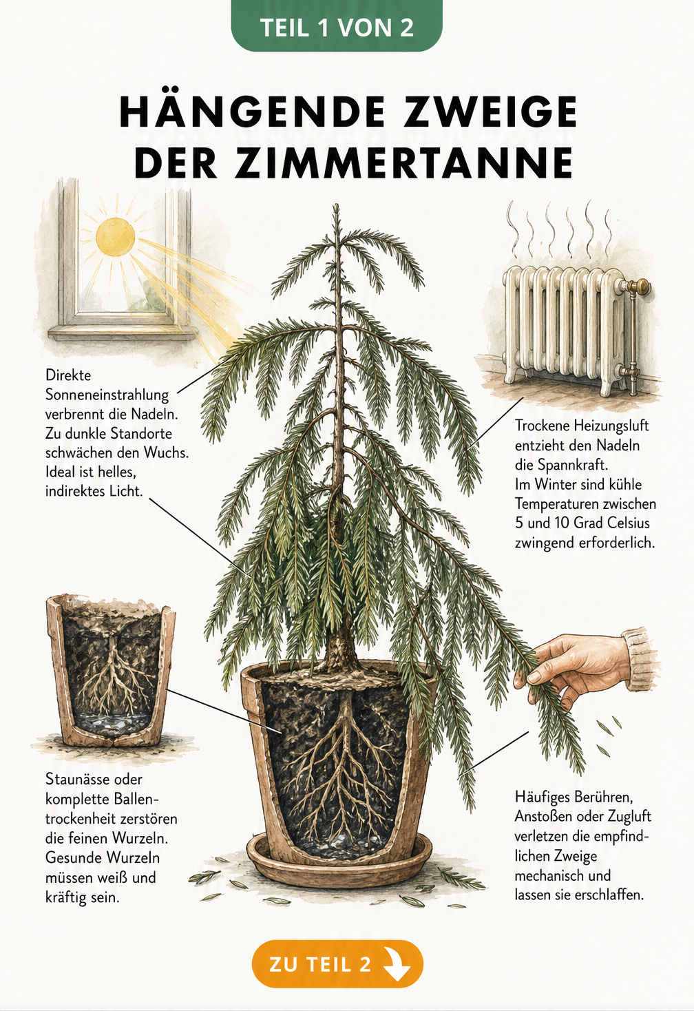 Illustration einer Zimmertanne mit hängenden Zweigen und vier Stressfaktoren wie direkte Sonne, Heizungsluft, Staunässe und mechanische Verletzungen