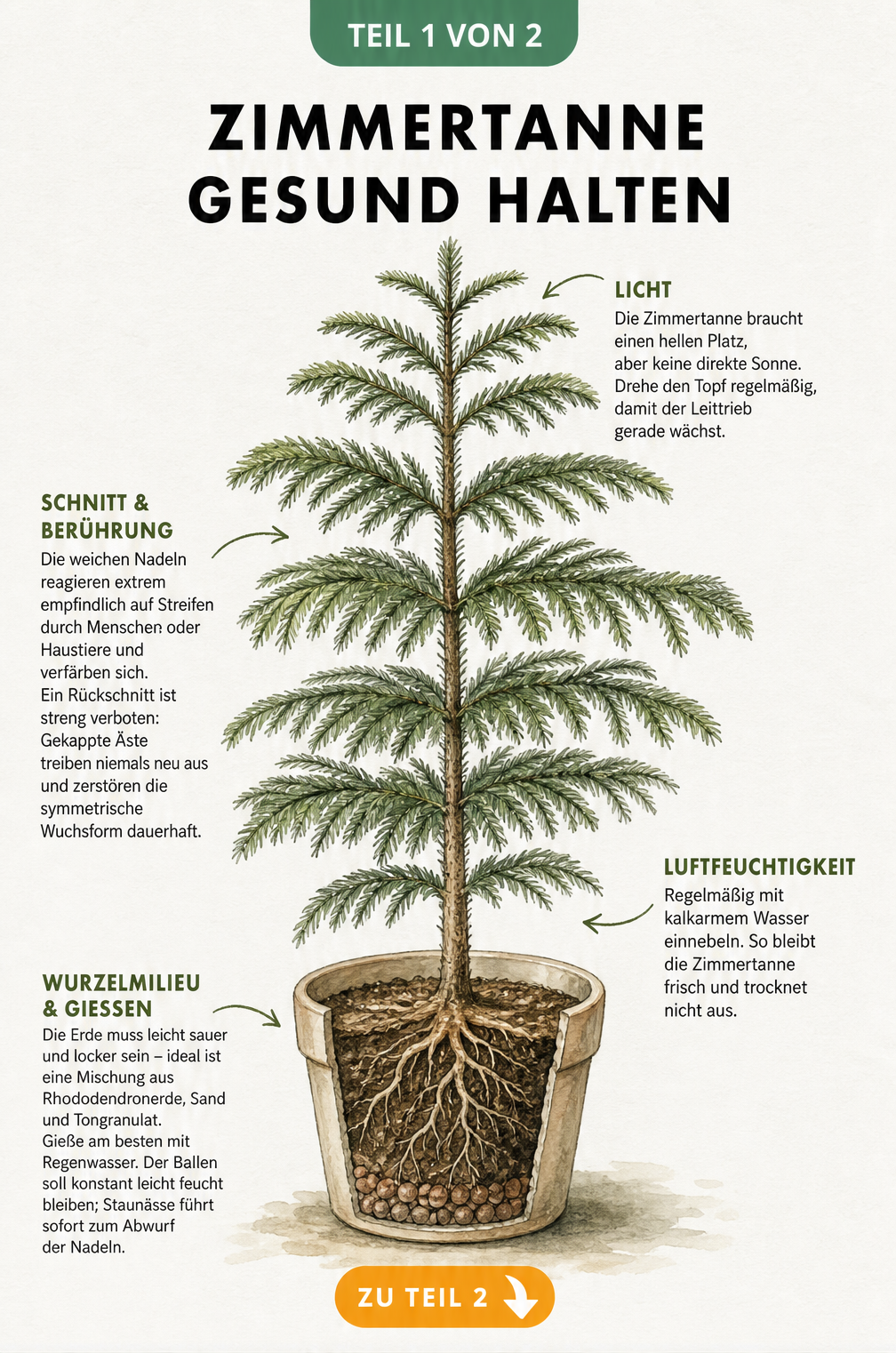 Botanische Illustration einer Zimmertanne im Topf mit Pflegetipps zu Licht, Schnitt, Luftfeuchtigkeit und Erde