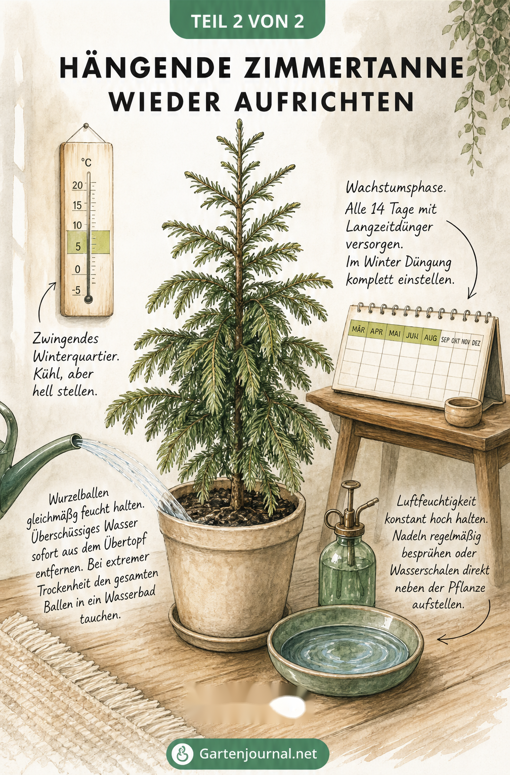 Illustration einer gesunden Zimmertanne im Raum mit Pflegehinweisen zu Temperatur, Düngung, Luftfeuchtigkeit und Gießen