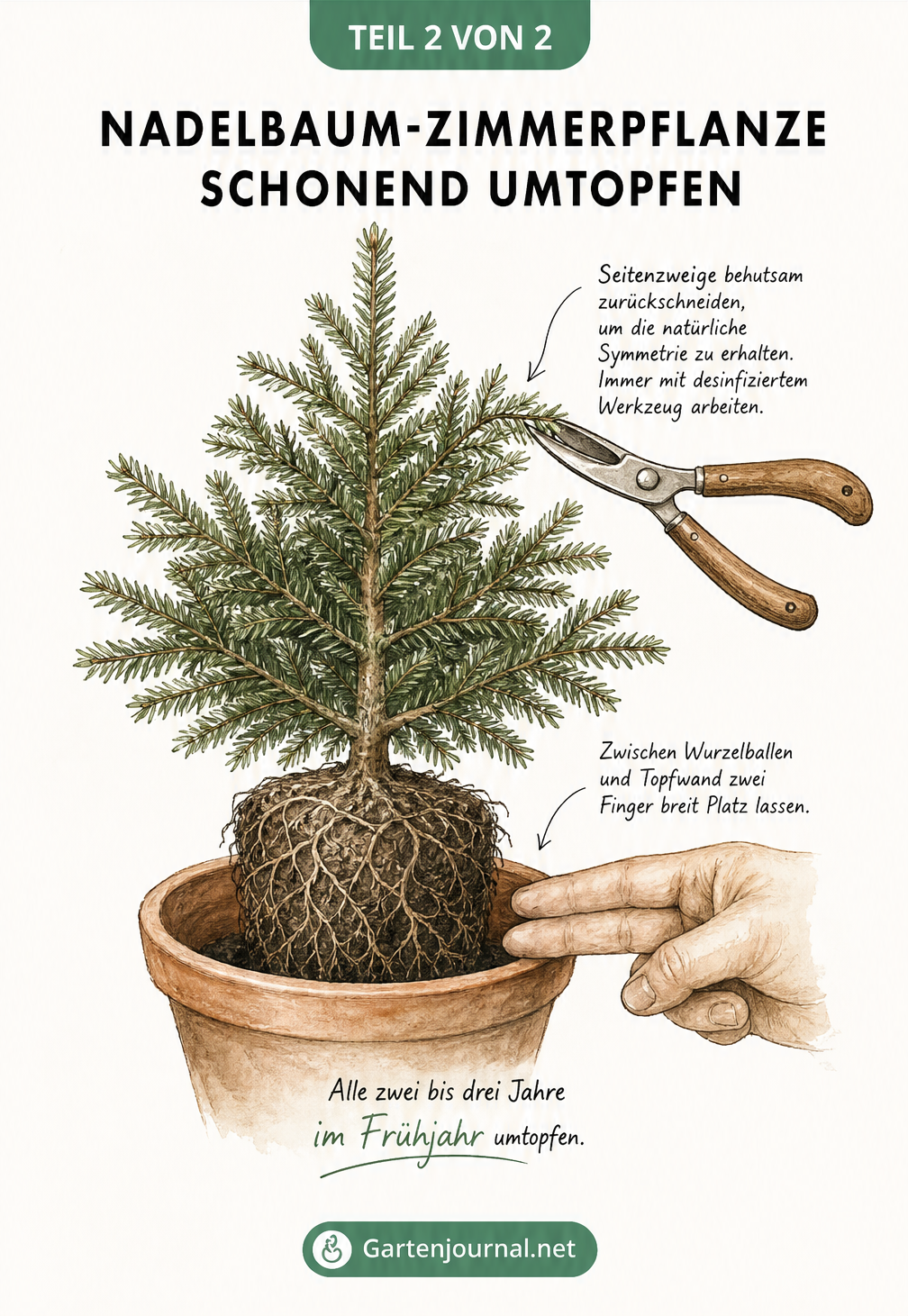 Botanische Illustration einer Zimmertanne beim Umtopfen mit Maßstab für den neuen Topf und Hinweisen zum Rückschnitt.