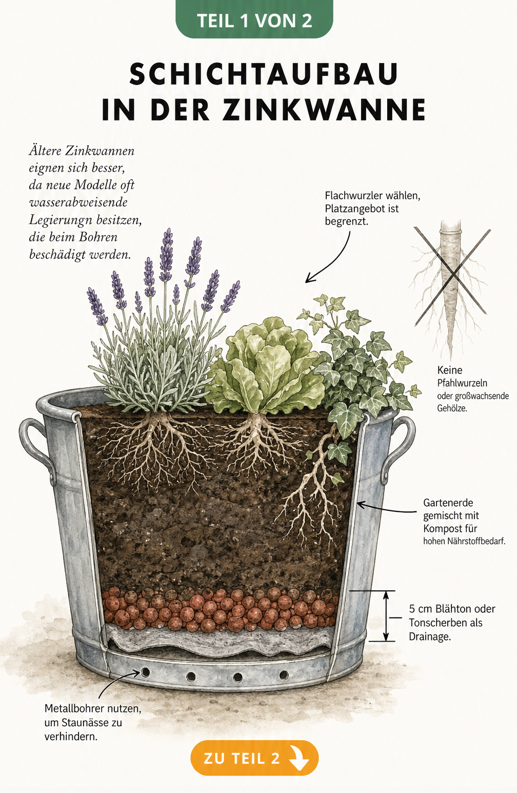 Schnittdarstellung einer Zinkwanne mit Schichtaufbau, Drainage aus Blähton, Erde und Flachwurzlern wie Lavendel und Salat.