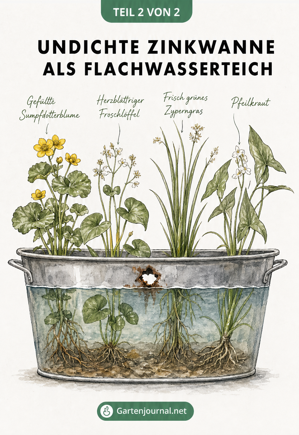 Botanische Aquarell-Illustration einer Zinkwanne mit einem rostigen Loch oben, gefüllt mit Wasser bis unter das Loch, bepflanzt mit Sumpfdotterblume,...