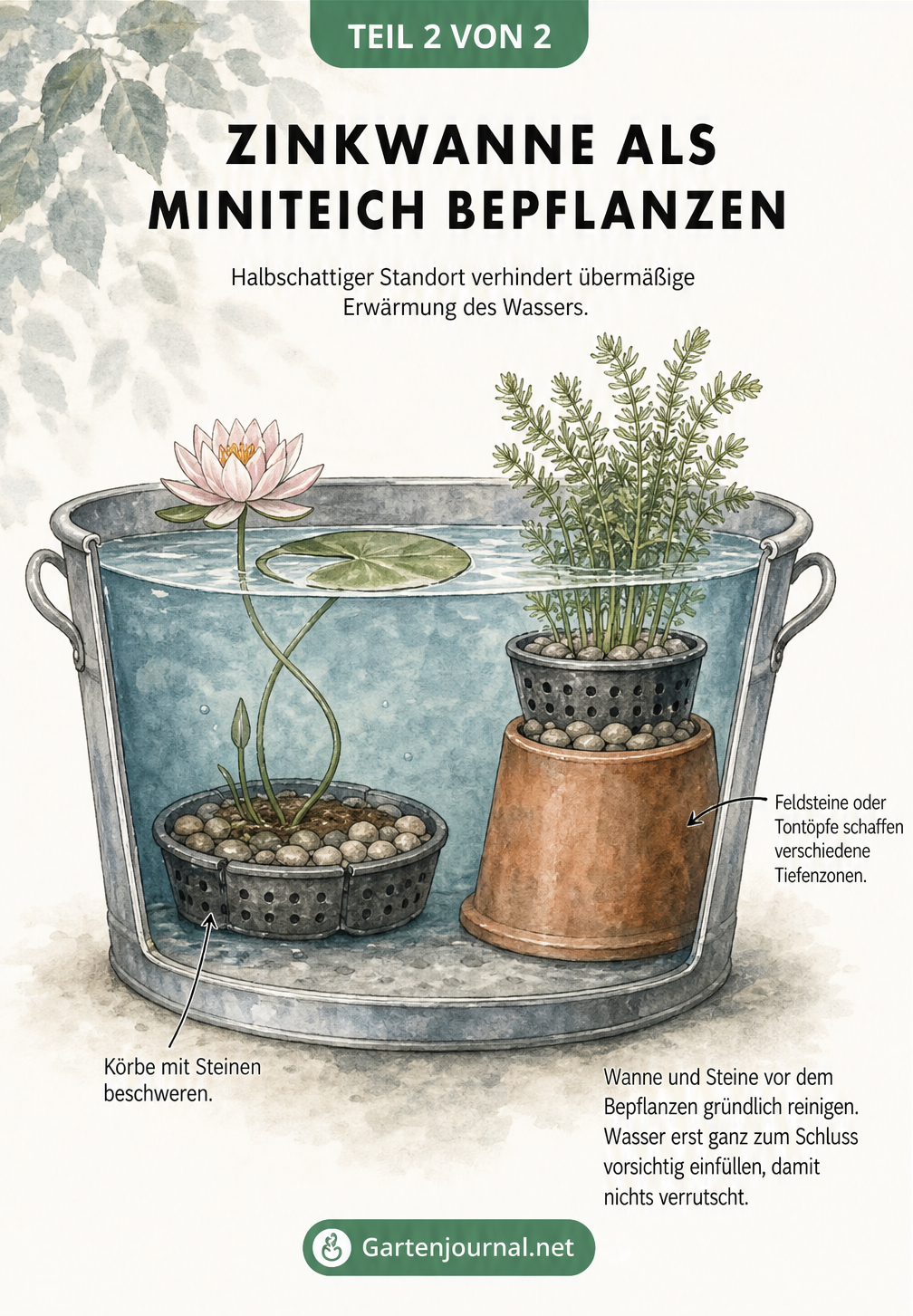 Schnittdarstellung einer Zinkwanne als Miniteich mit Wasser, Seerose im Pflanzkorb und Hechtkraut auf einem Tontopf.